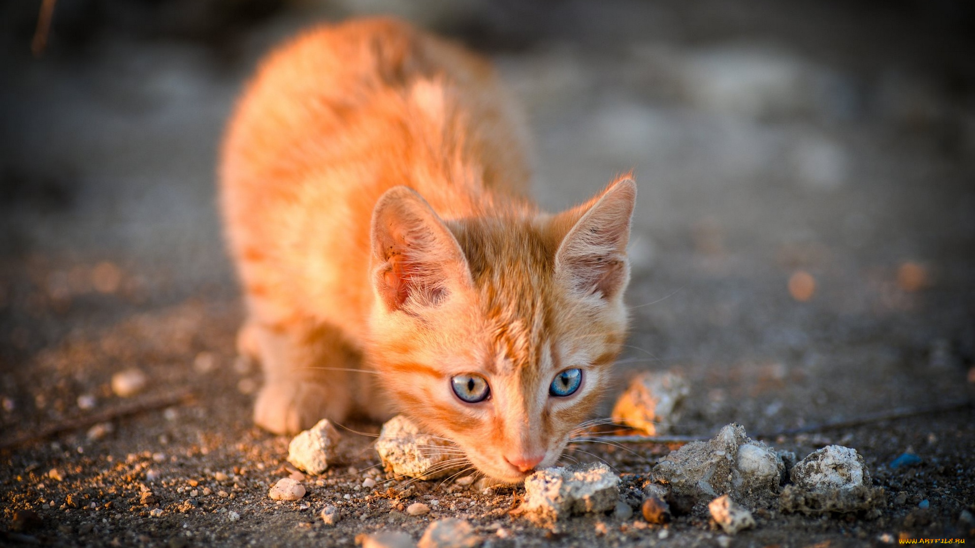 животные, коты, кот, кошка