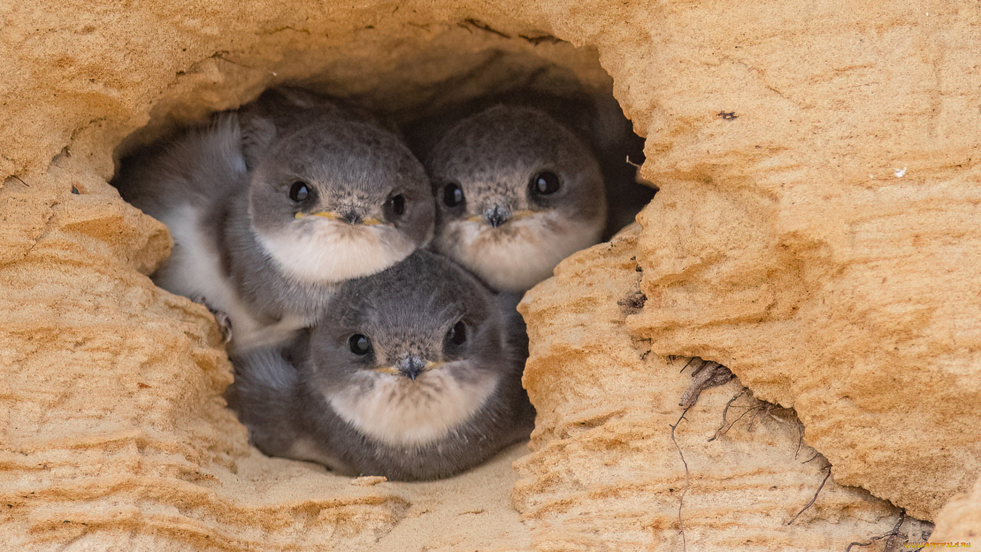 животные, ласточки, птенцы