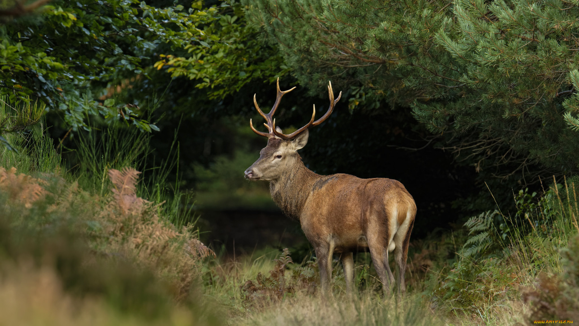 животные, олени, олень