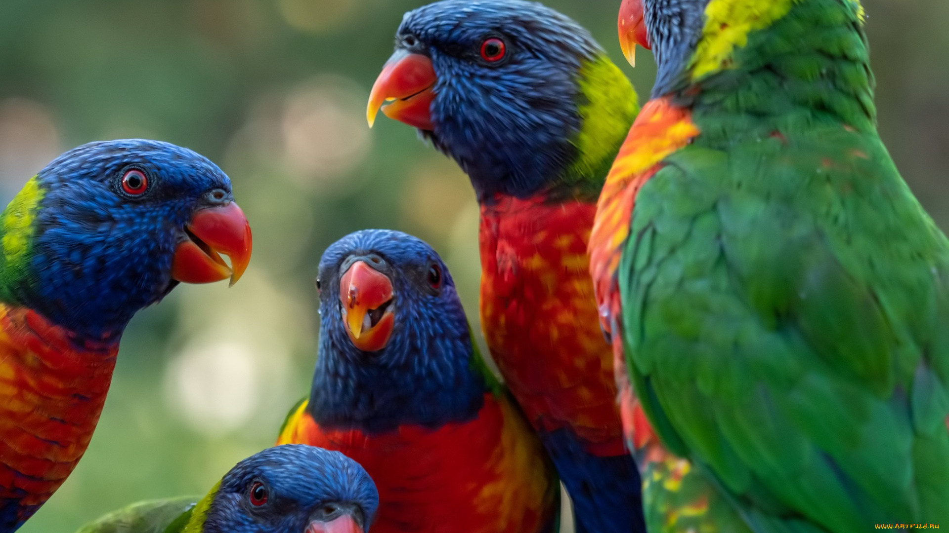 животные, попугаи