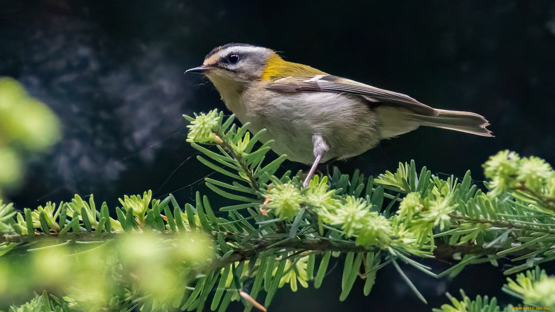 животные, птицы, птица