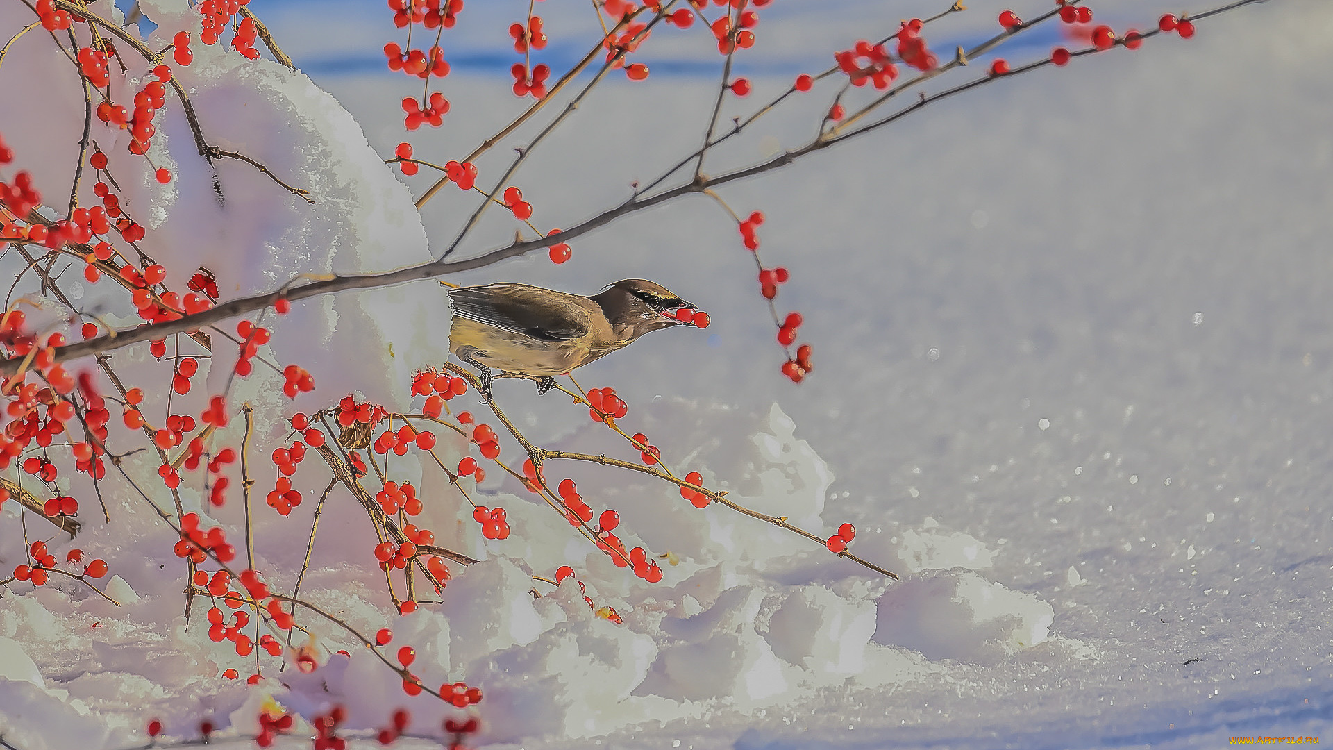 животные, птицы, птица