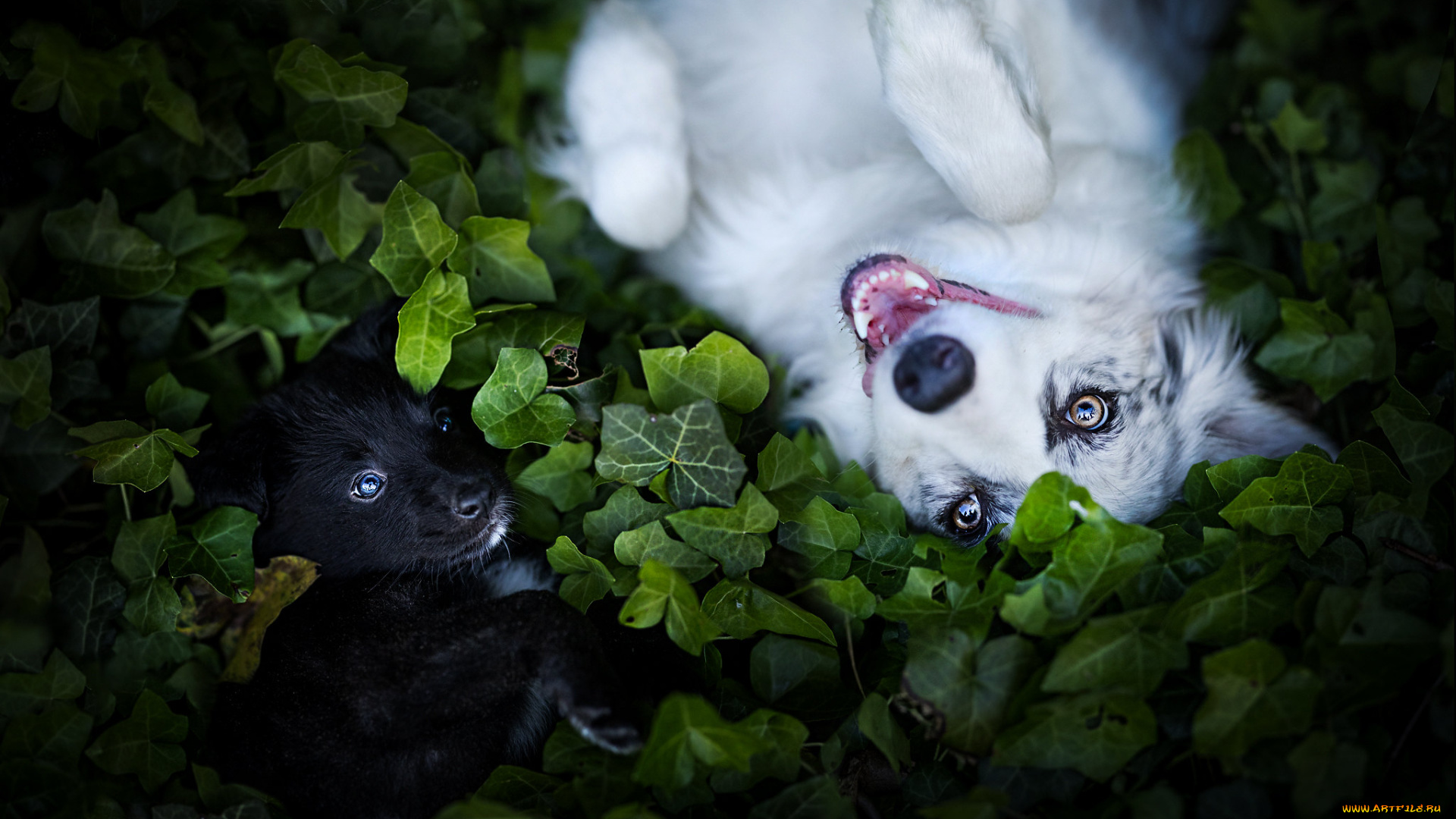 животные, собаки