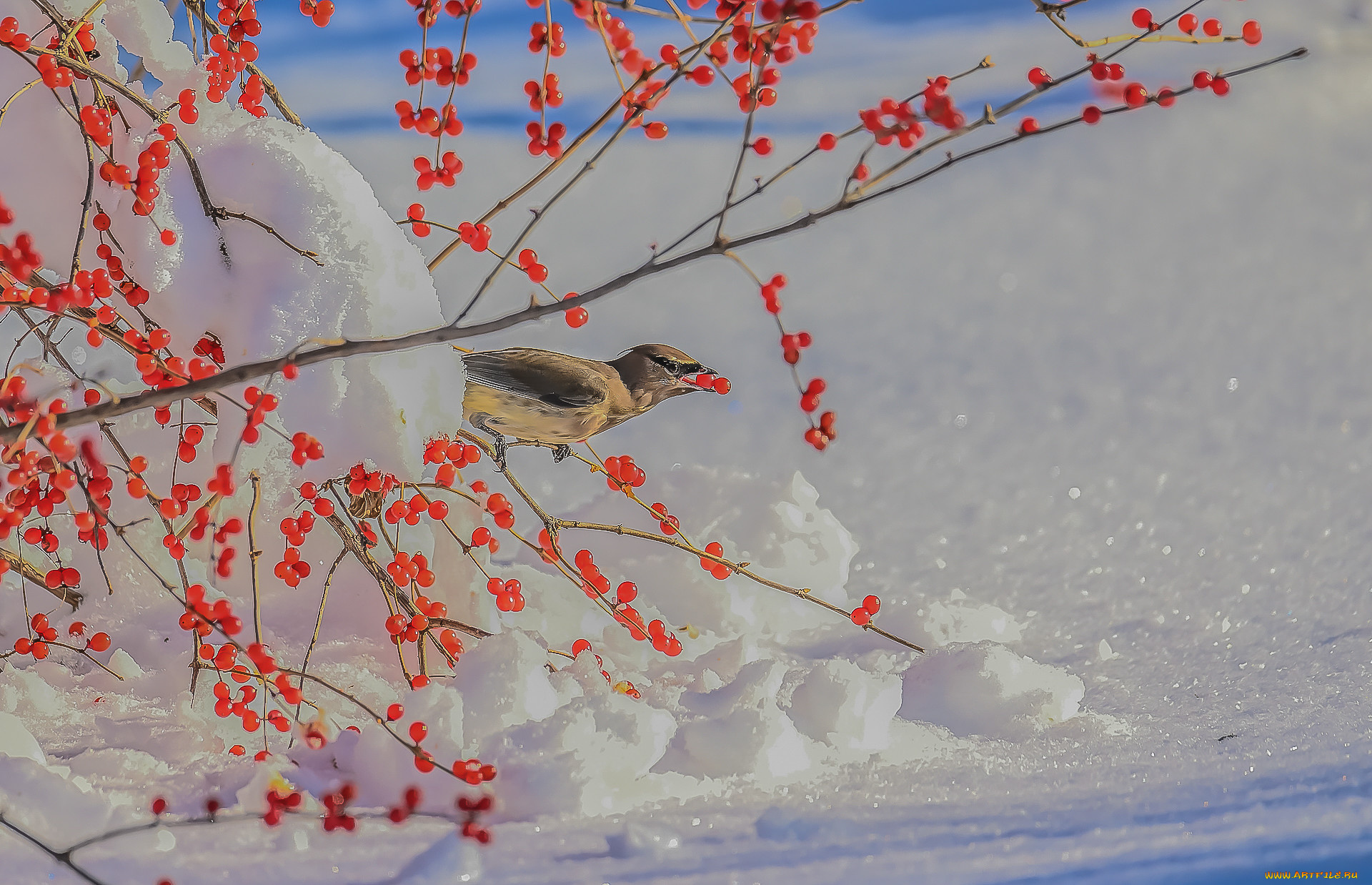 животные, птицы, птица