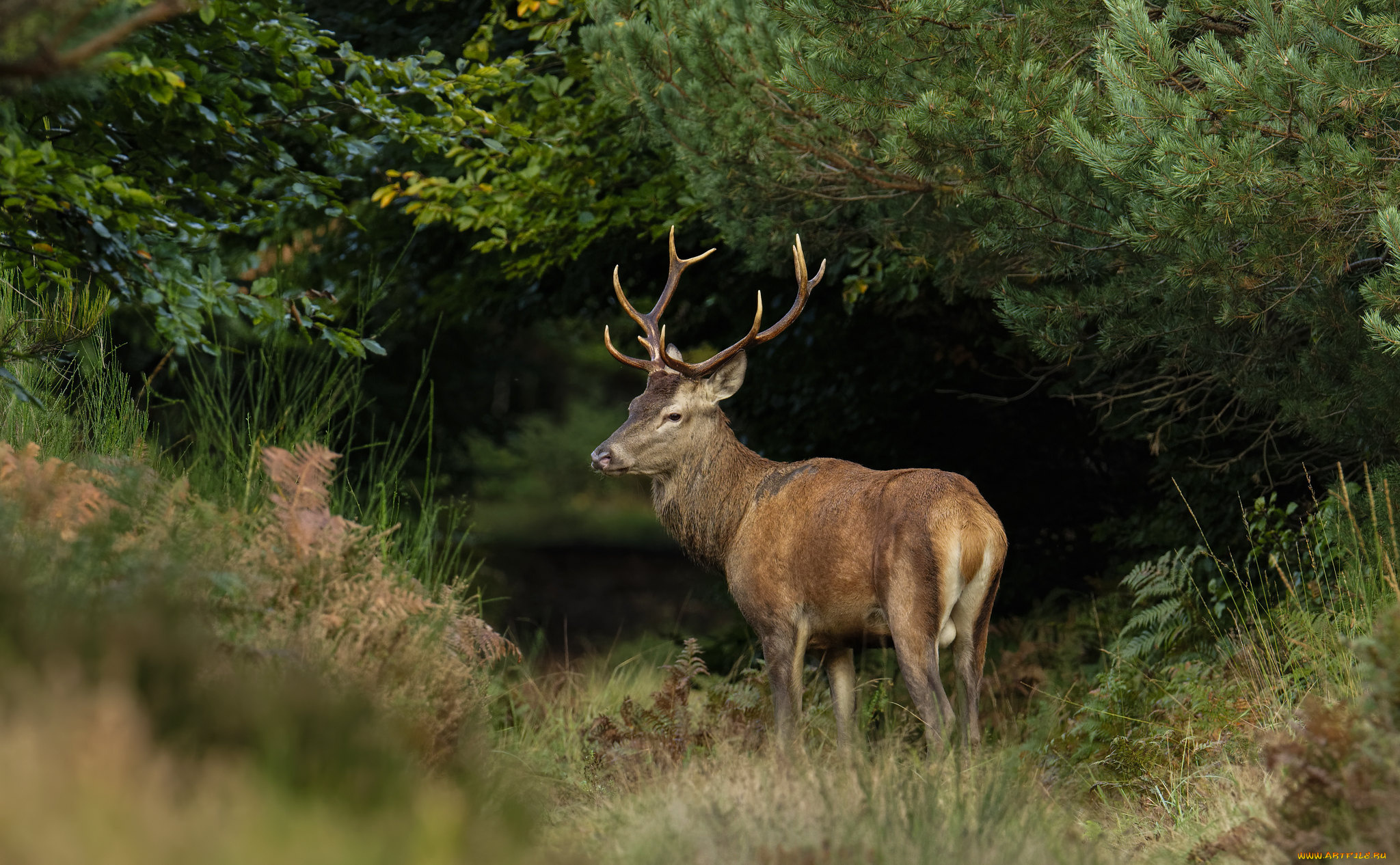 животные, олени, олень