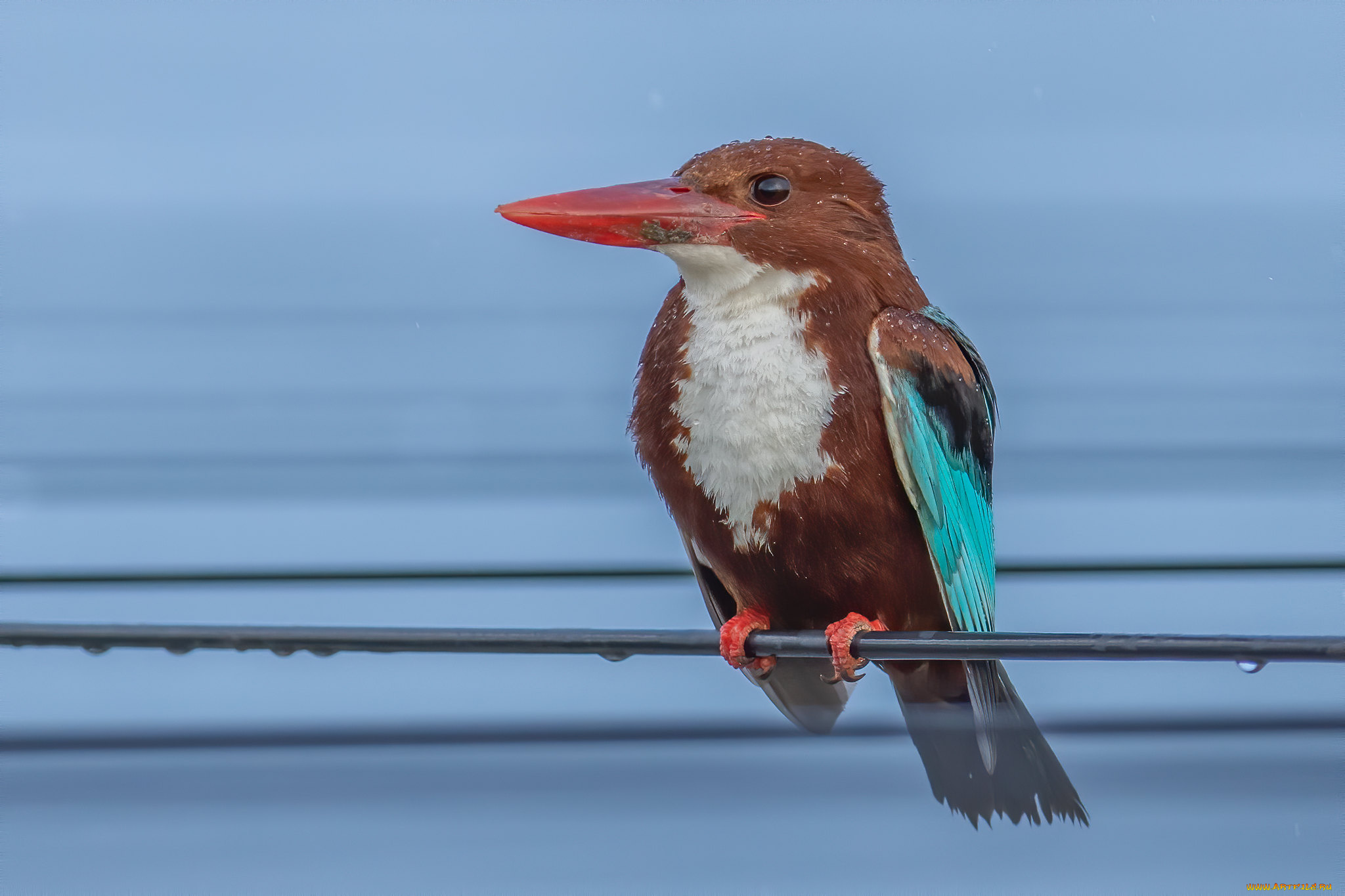 животные, зимородки, зимородок