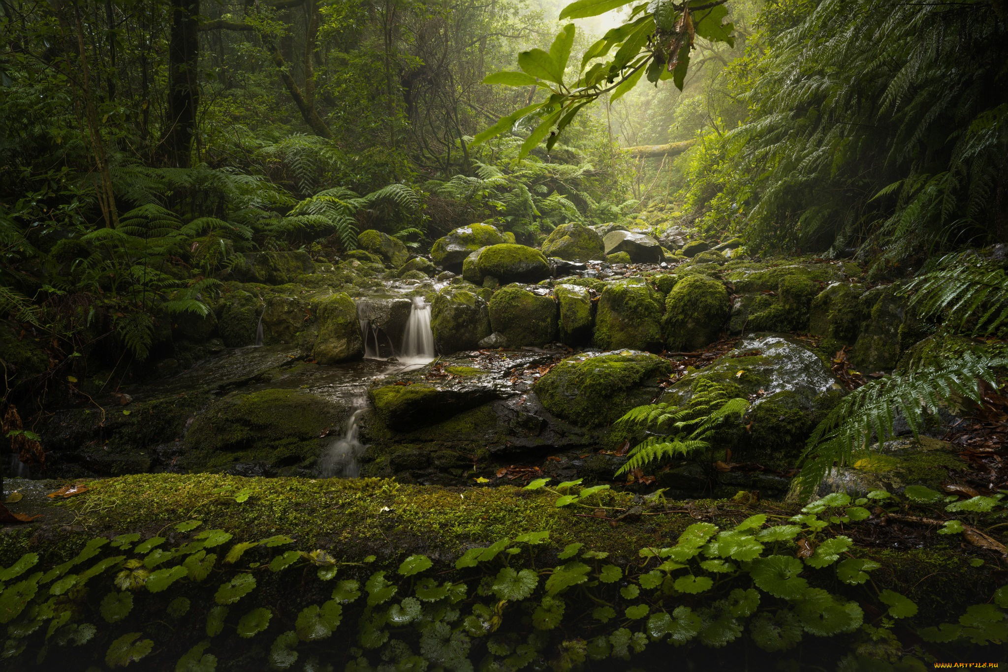 природа, водопады, мадейра