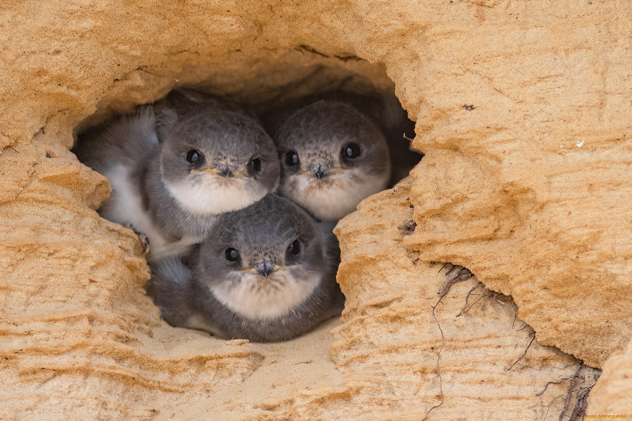 животные, ласточки, птенцы