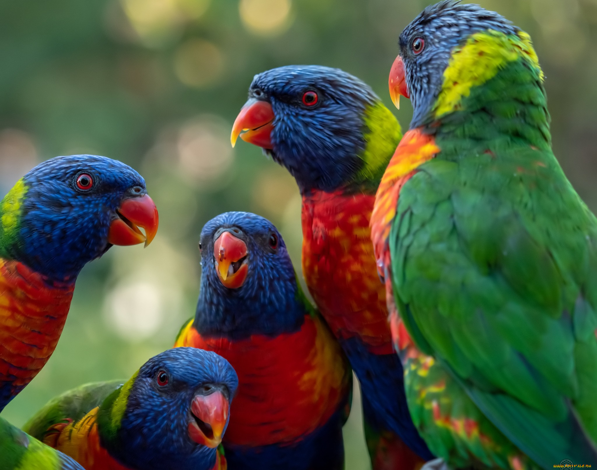 животные, попугаи