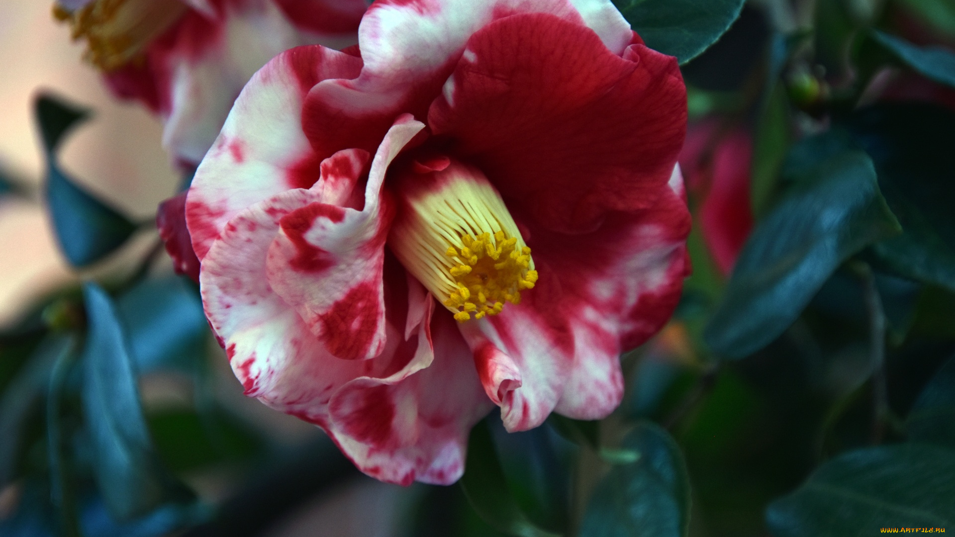 цветы, камелии, камелия