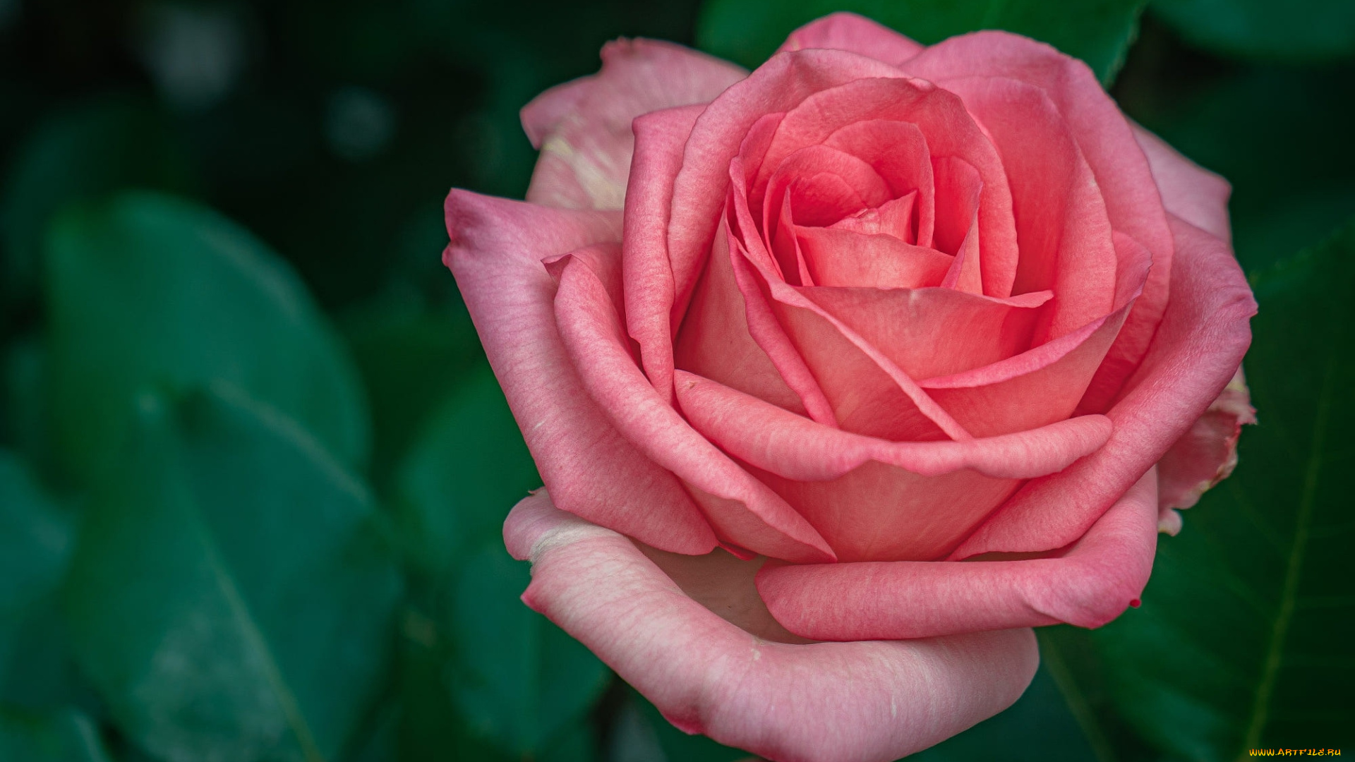 цветы, розы, розовая, роза