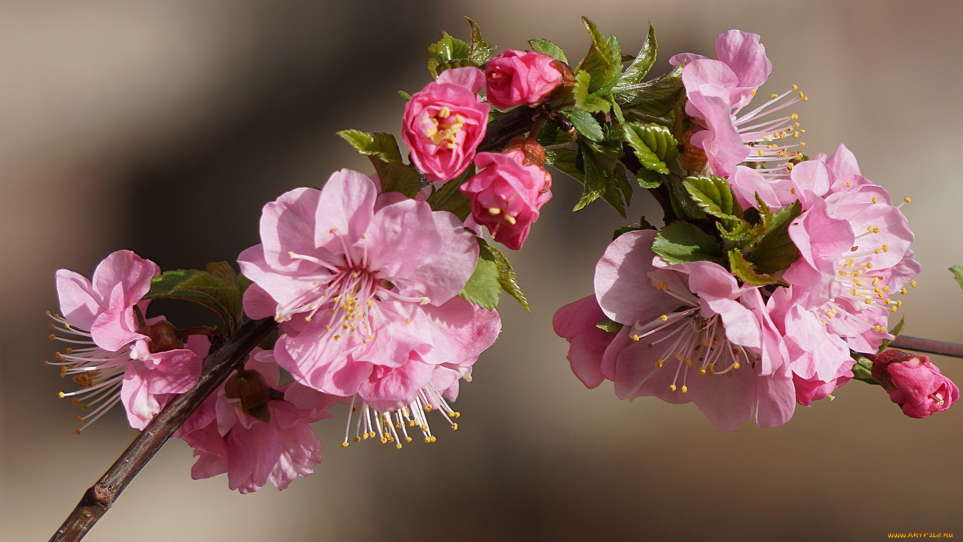 цветы, сакура, , вишня