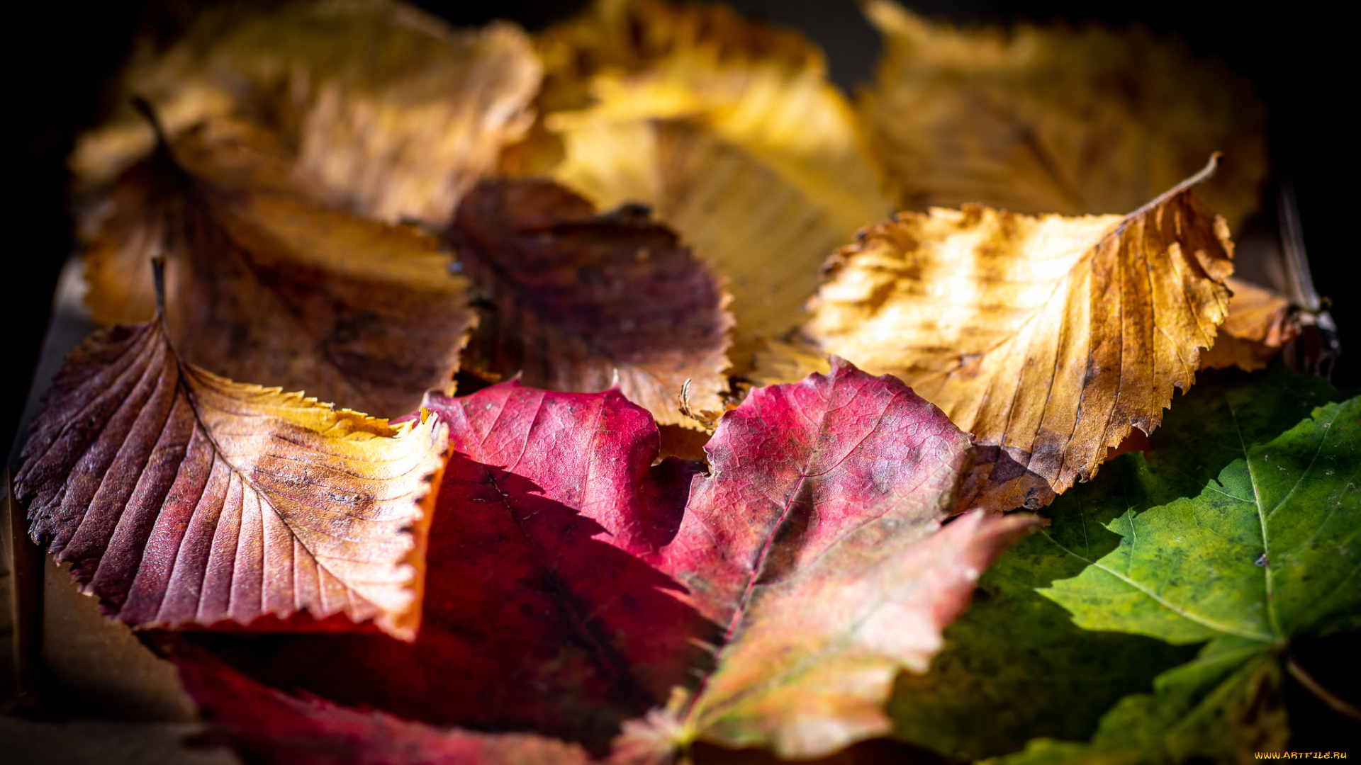 природа, листья, осень