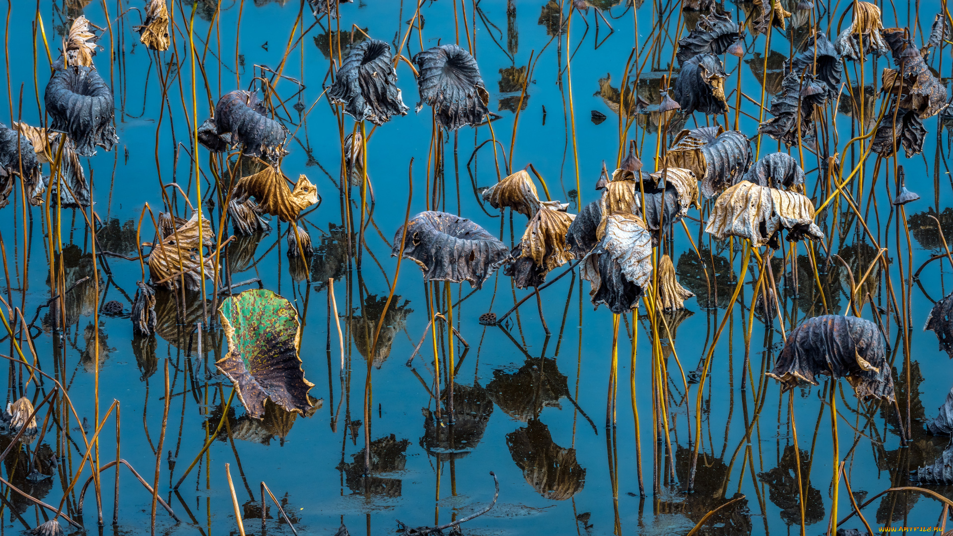 природа, реки, озера, лотосы