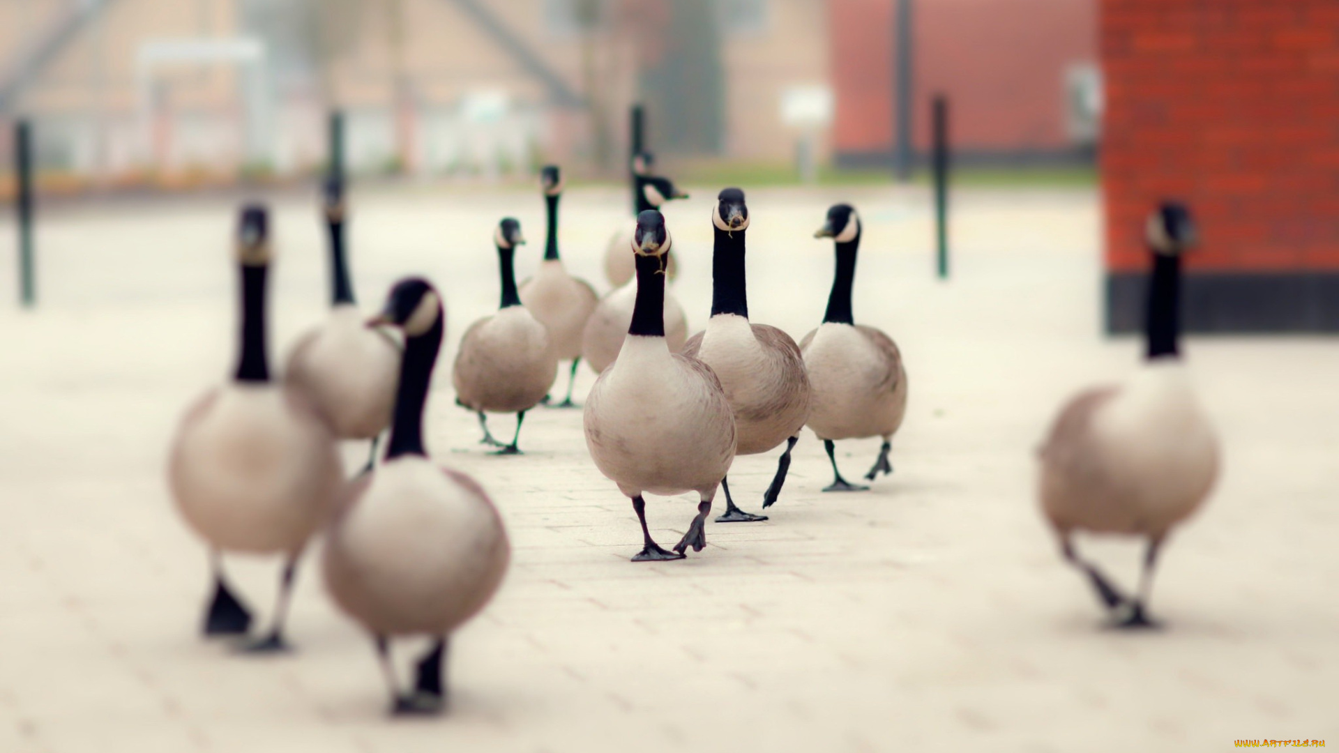 животные, гуси, на, природе, птицы