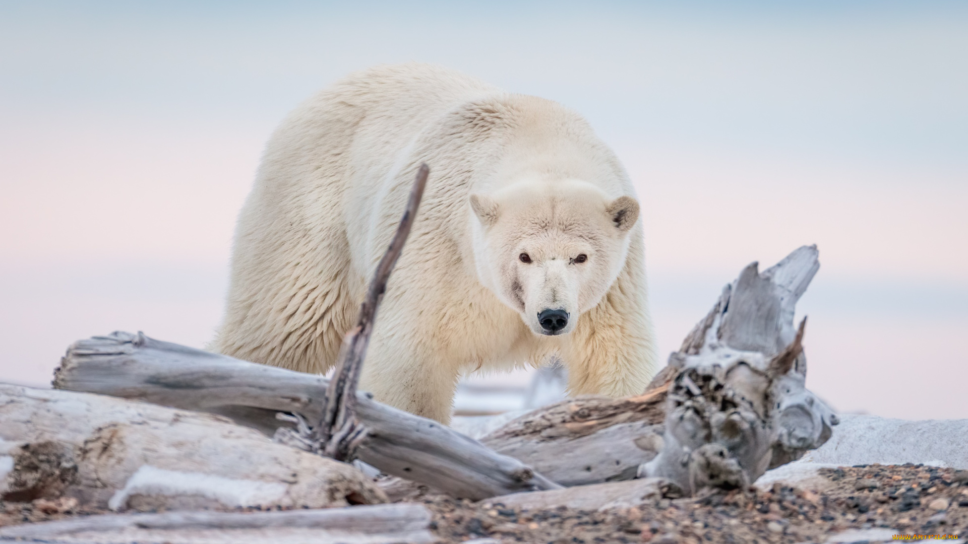 животные, медведи, млекопитающие, белые, крупный, хищник, арктика