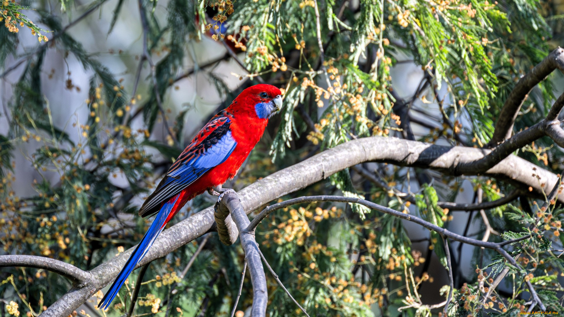 животные, попугаи, попугай, ветки, дерево, мимоза