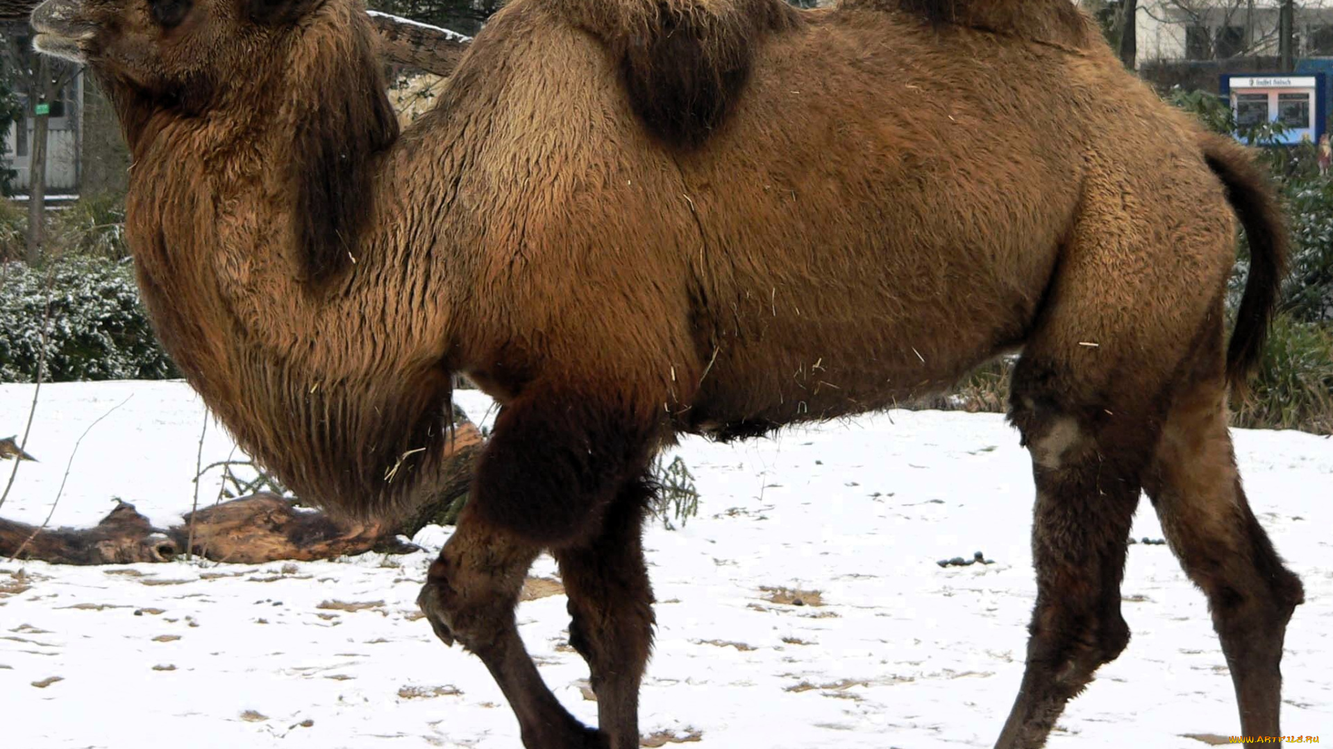 животные, верблюды, верблюд, снег, дома