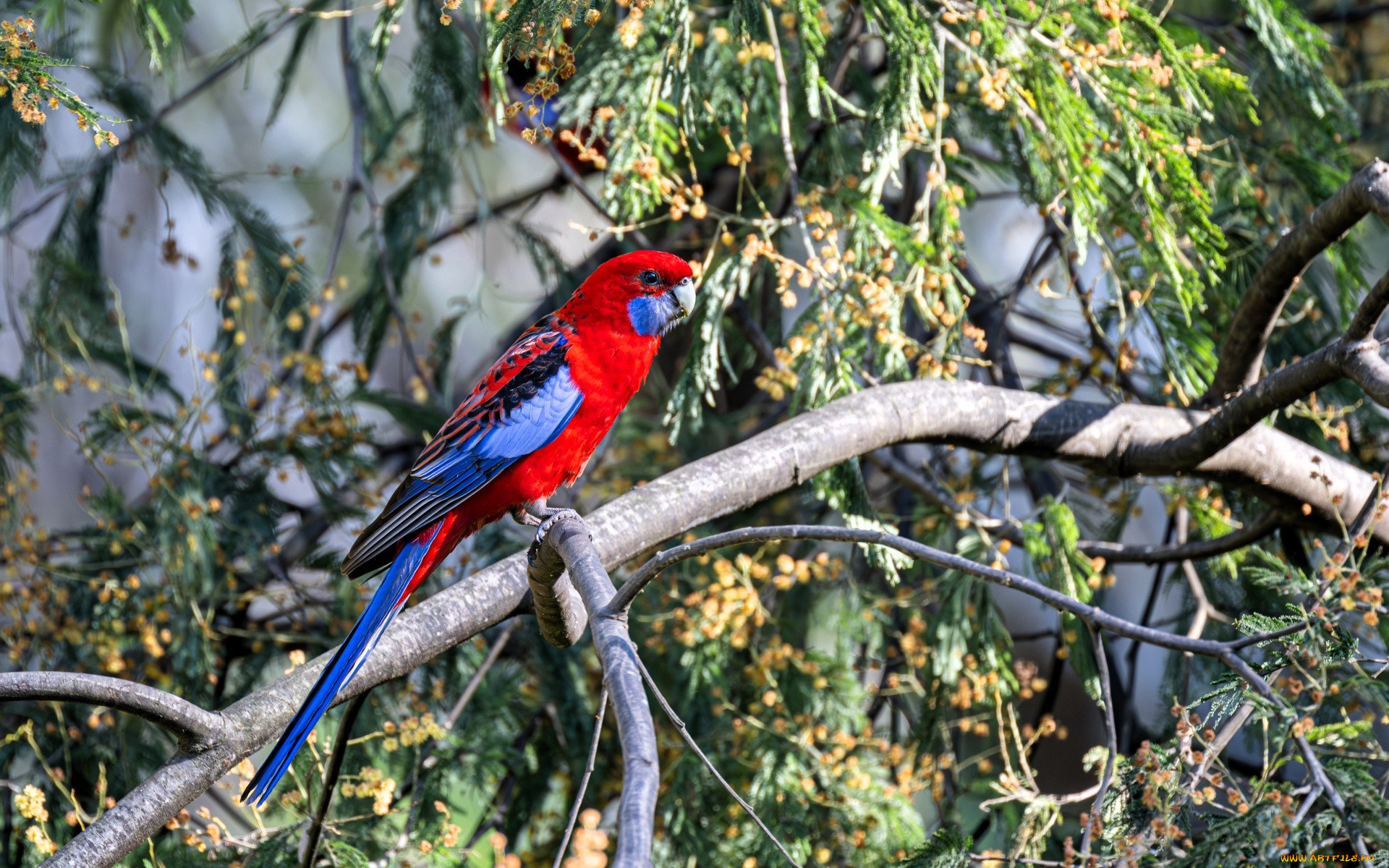 животные, попугаи, попугай, ветки, дерево, мимоза