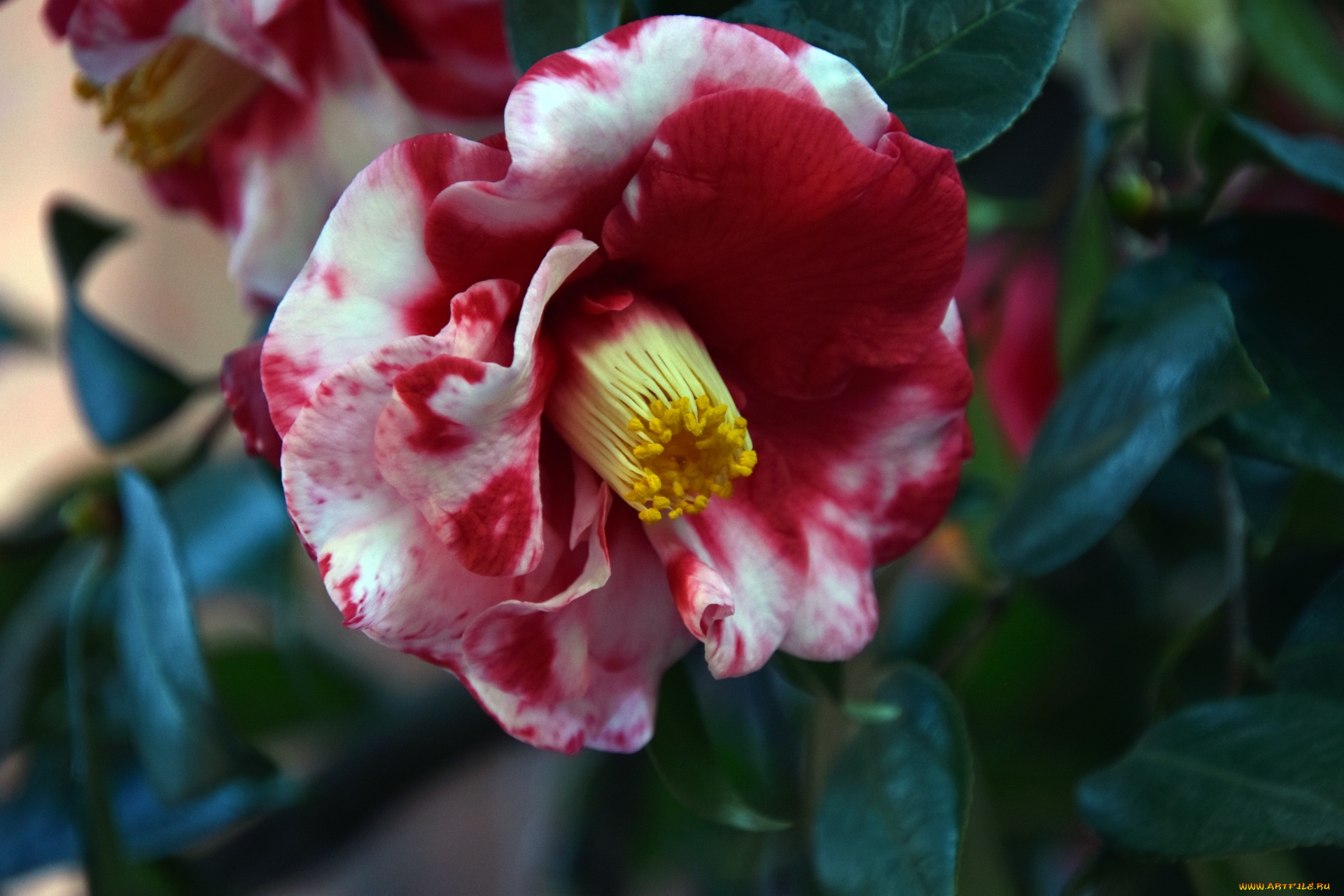 цветы, камелии, камелия