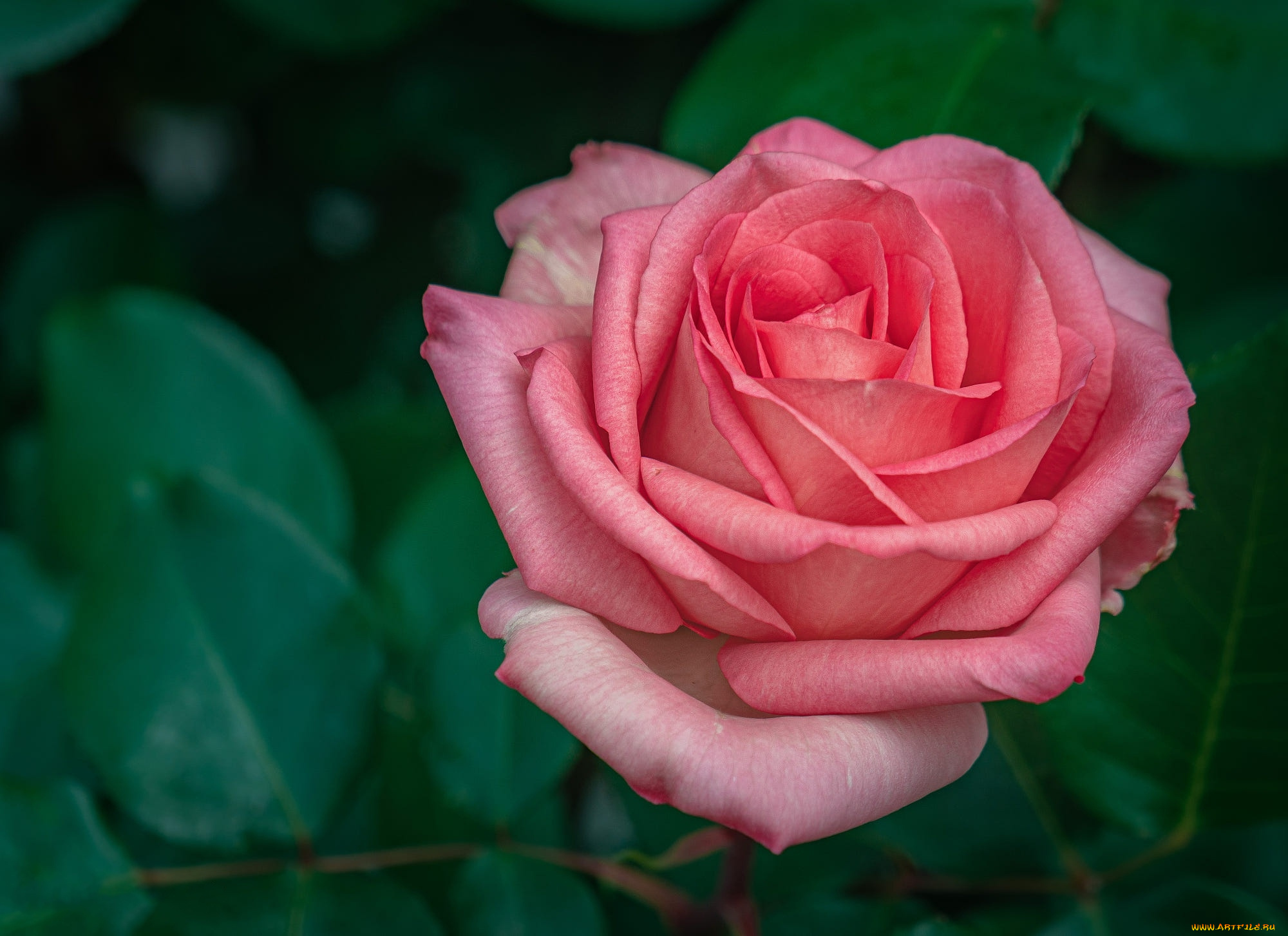 цветы, розы, розовая, роза