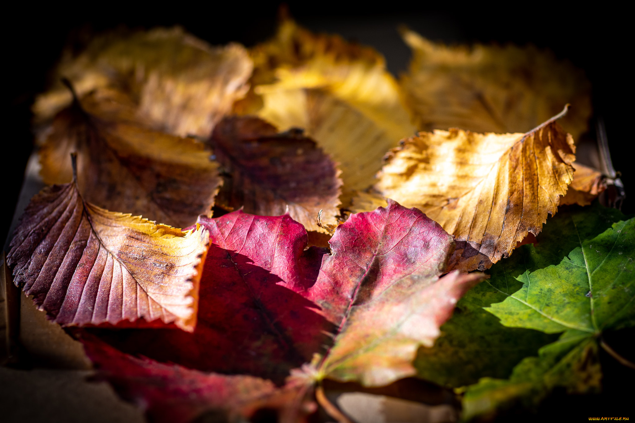 природа, листья, осень