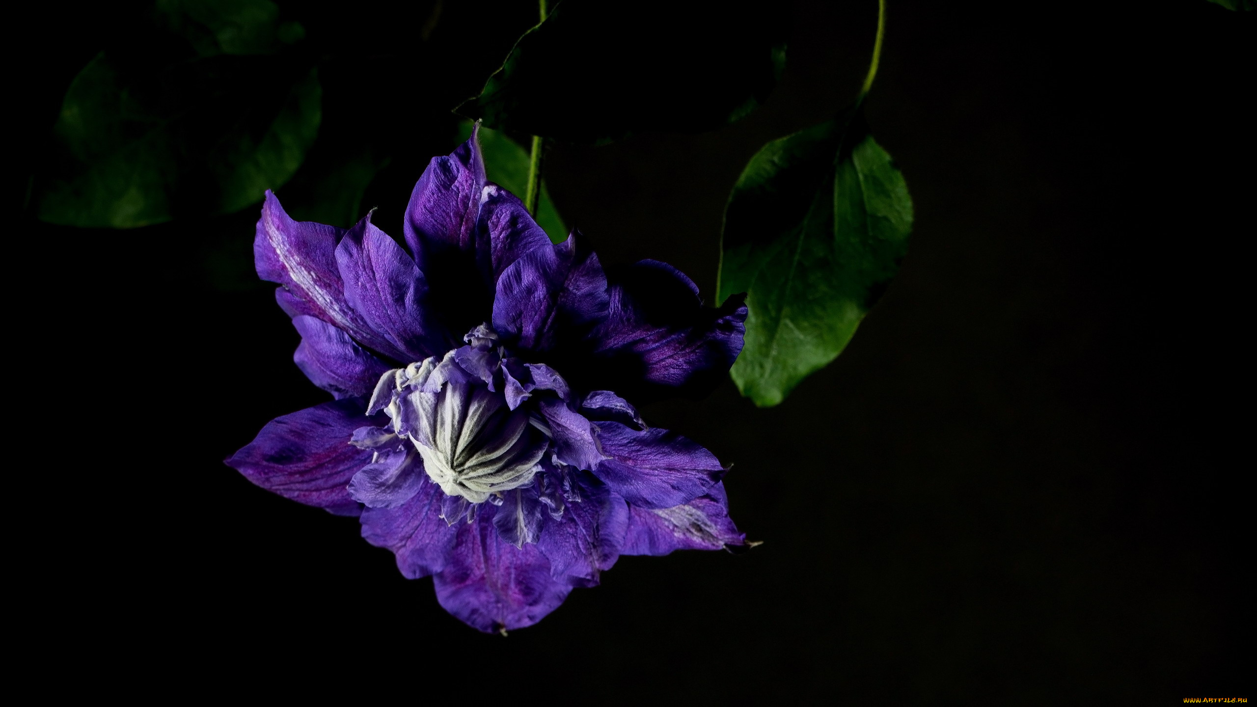 цветы, клематис, , ломонос, клематис