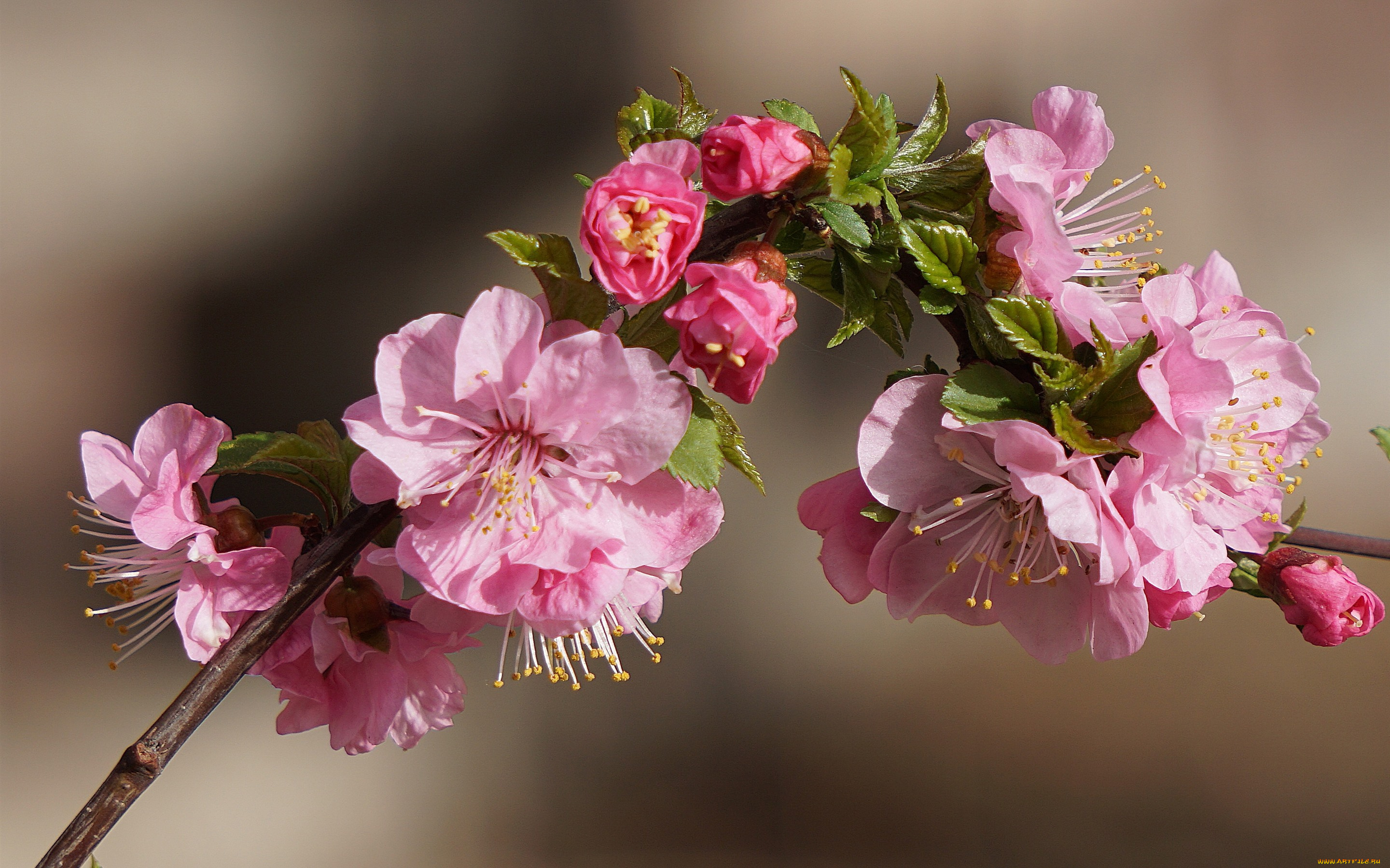 цветы, сакура, , вишня