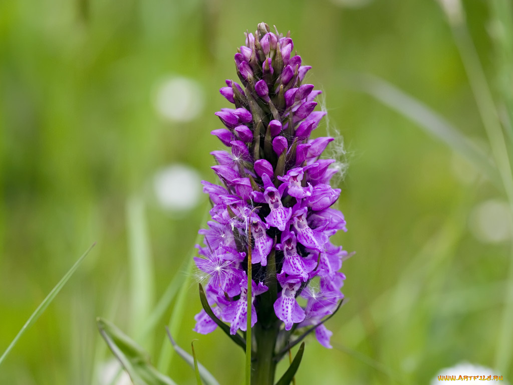 цветы, луговые, полевые