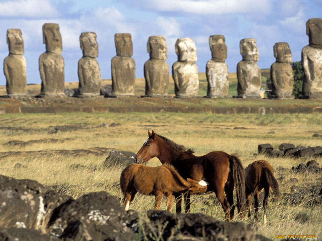 животные, лошади