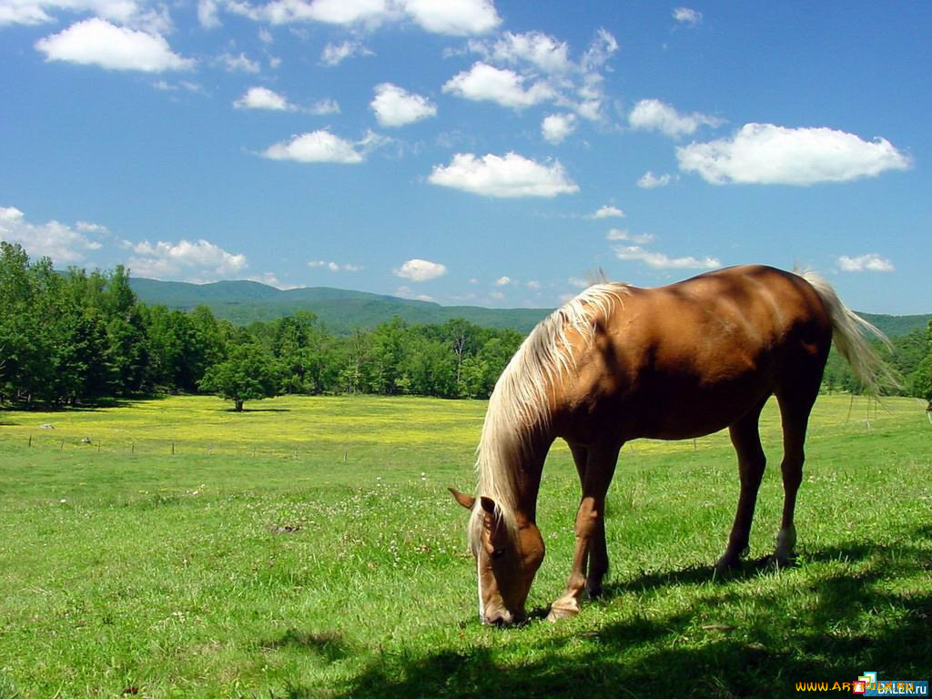 животные, лошади