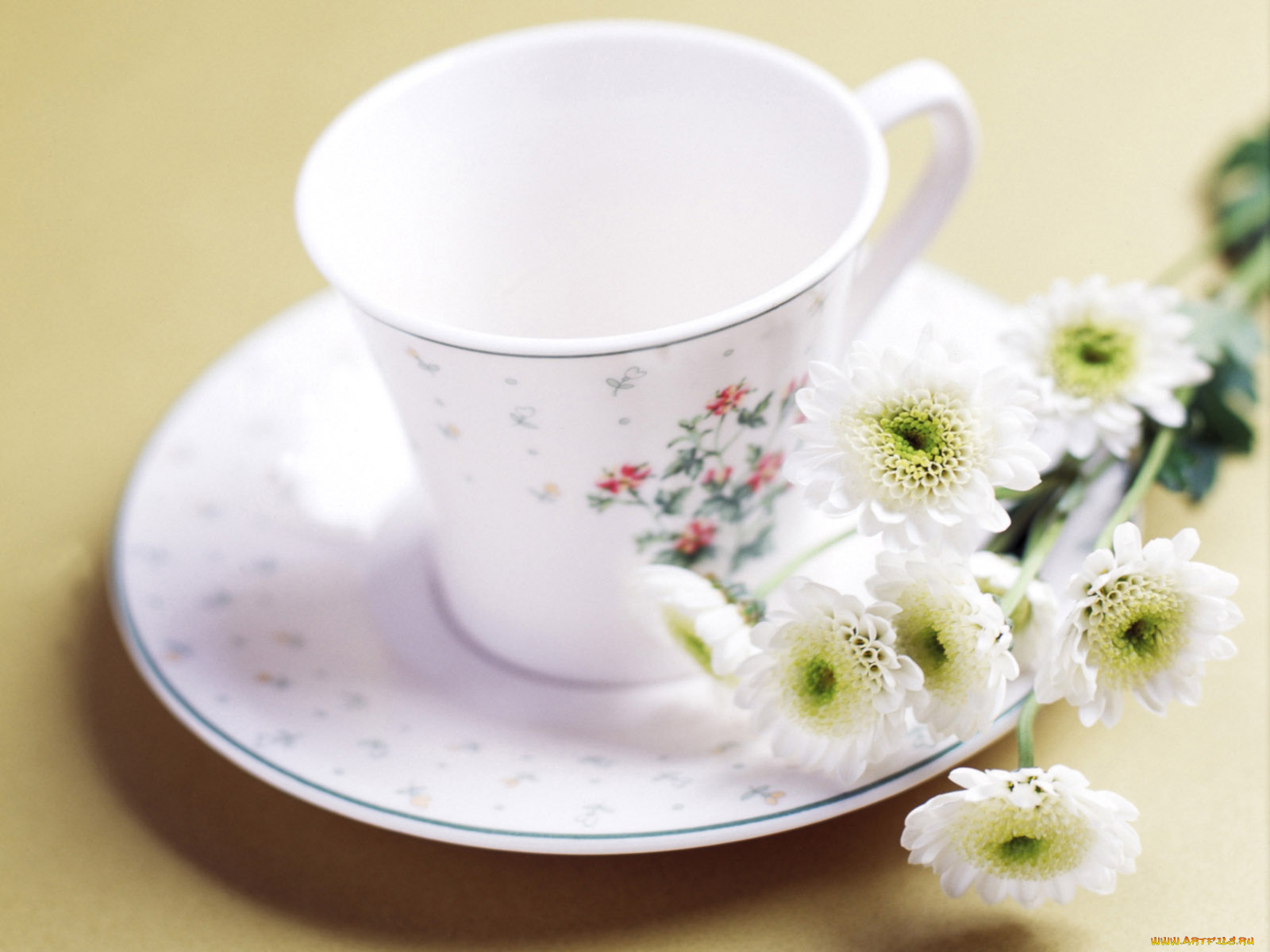 цветы, хризантемы