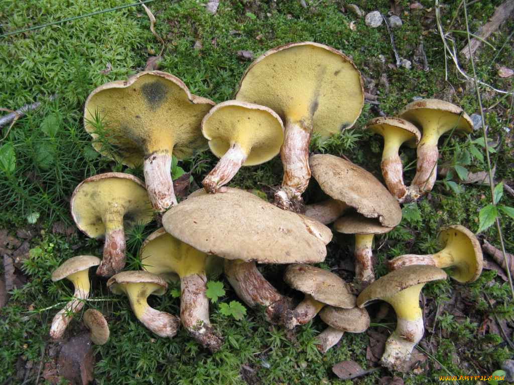 еда, грибы, грибные, блюда