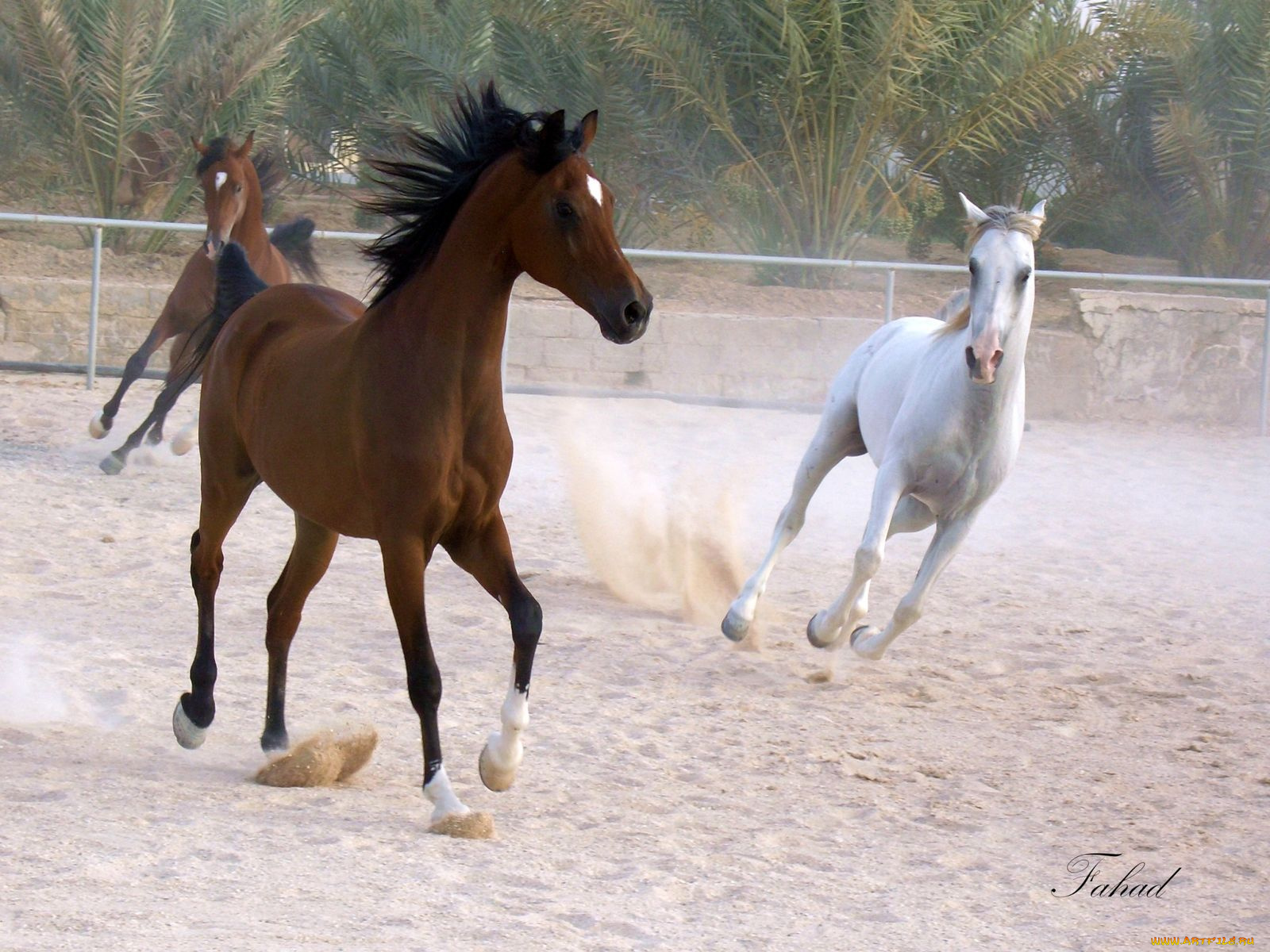 животные, лошади