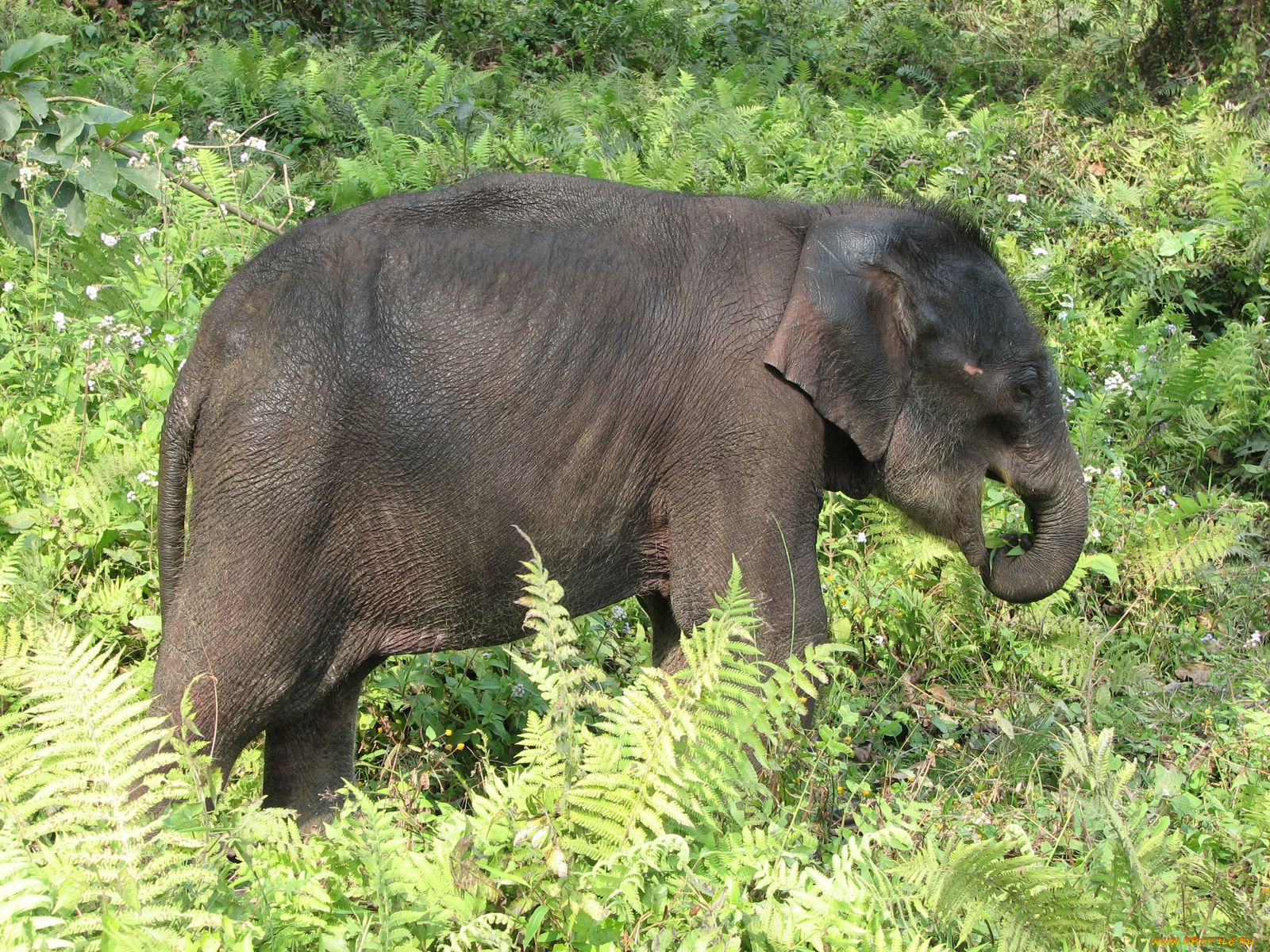 животные, слоны