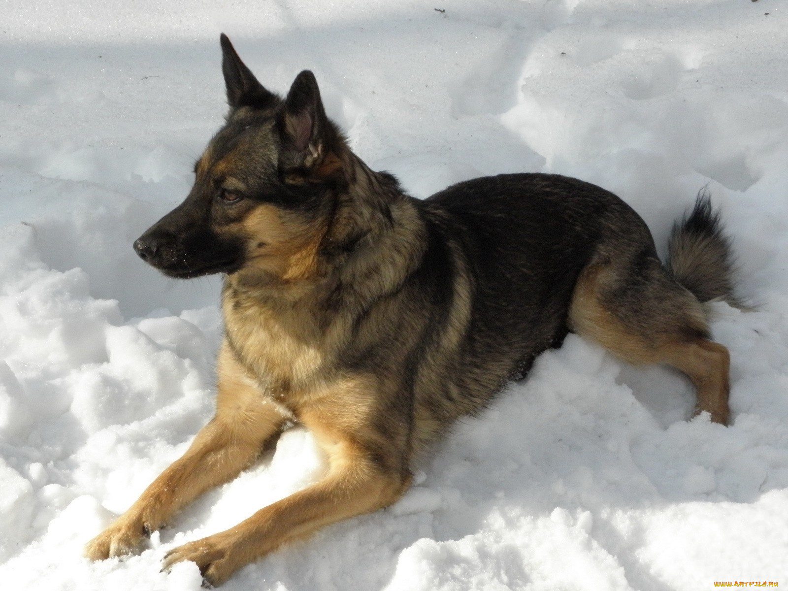 животные, собаки