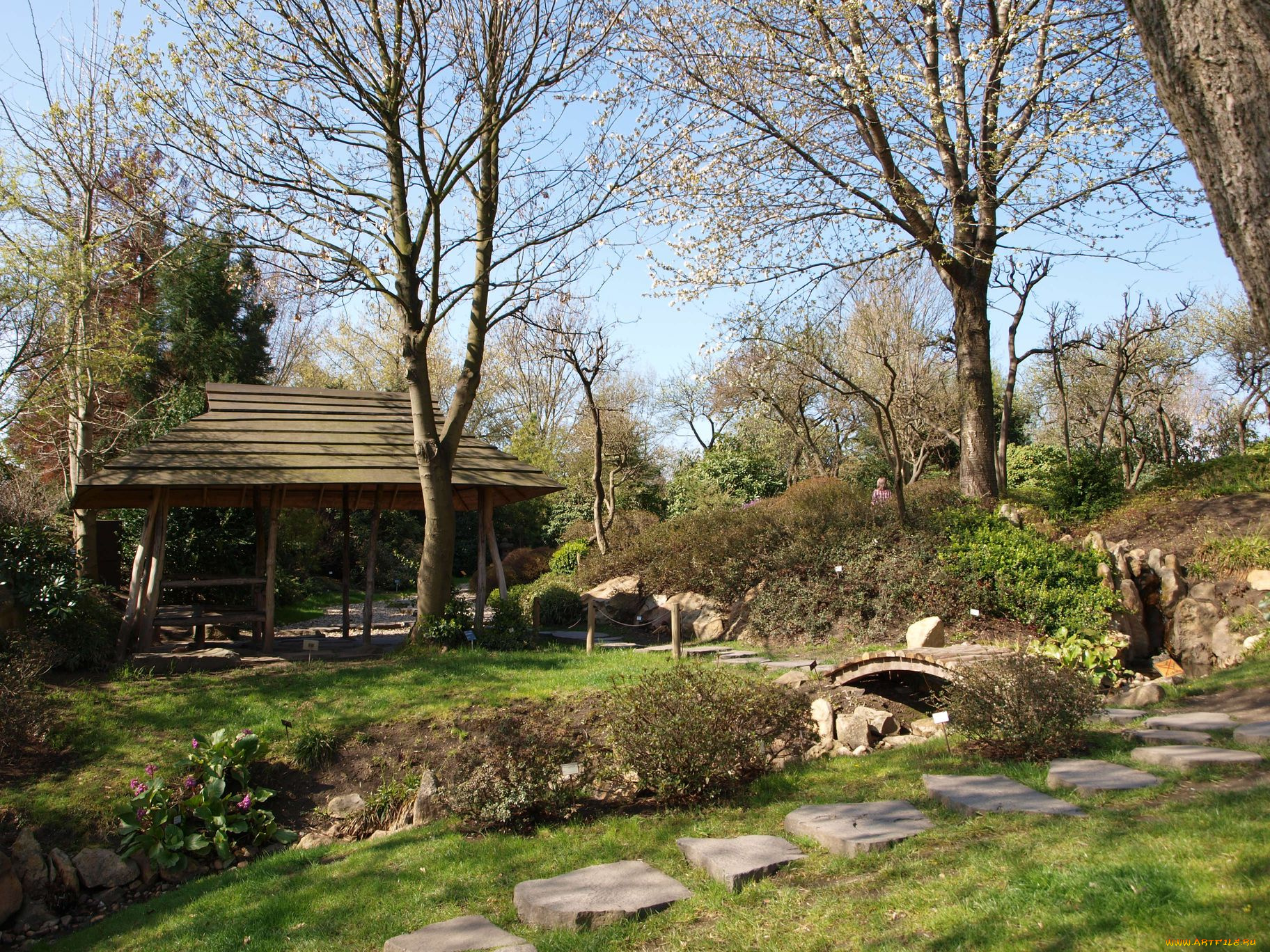 природа, парк, японский, сад