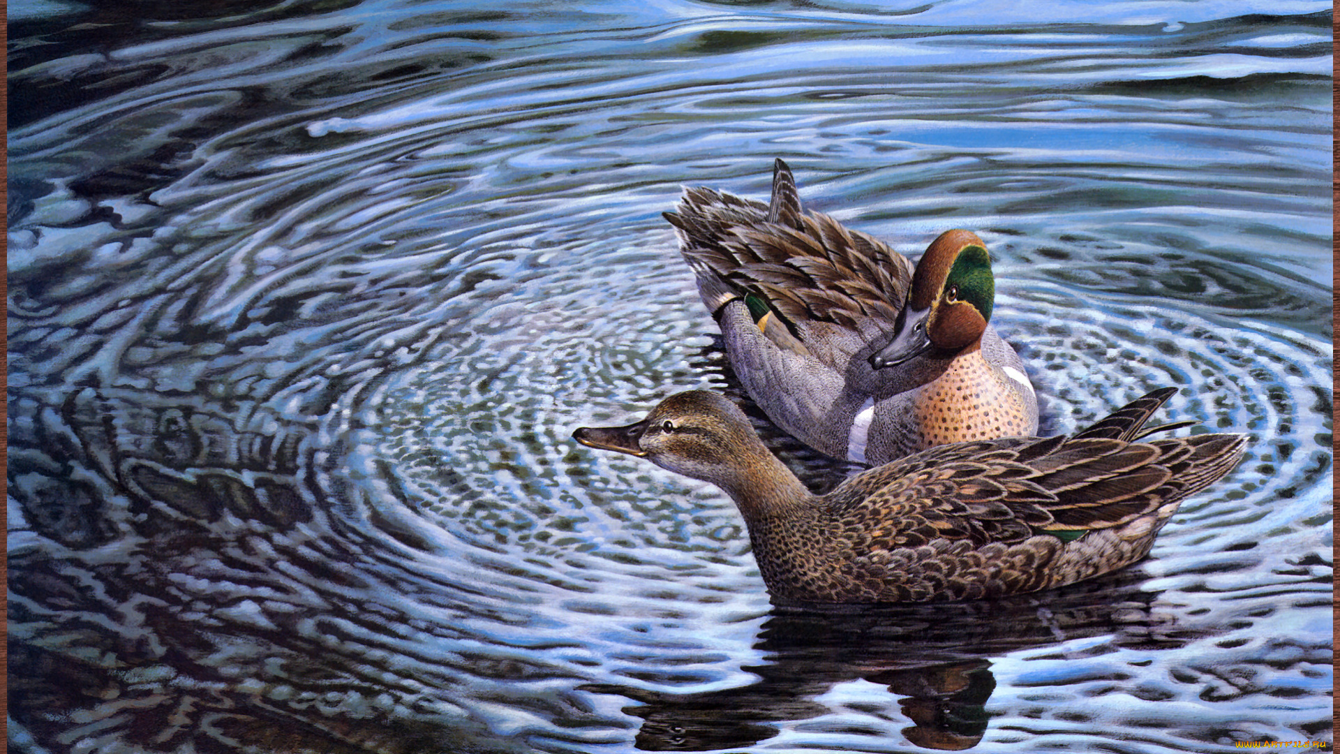 harold, roe, wedding, dance, рисованные, вода, арт, утки, парочка