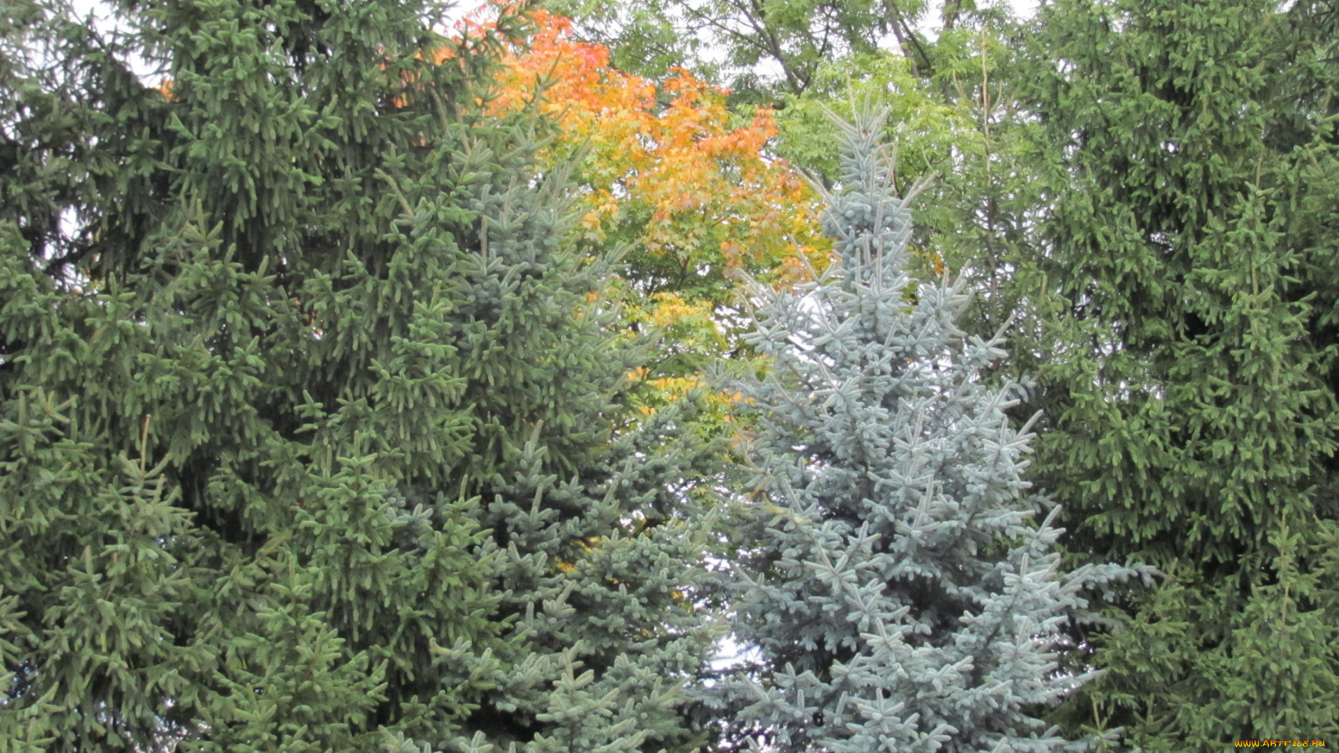 природа, деревья, осень, ели, клены