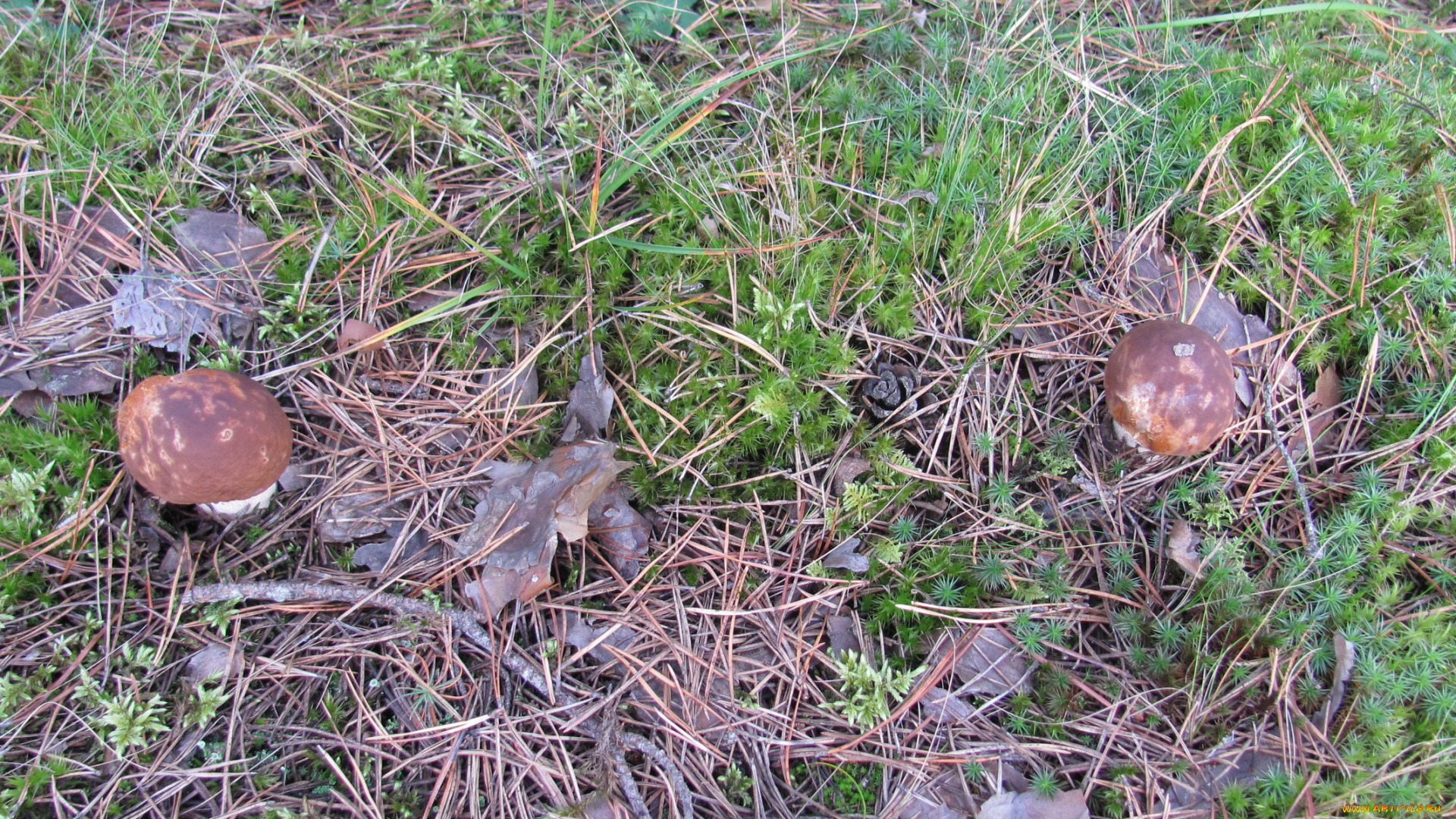 природа, грибы, боровики, иголки, трава