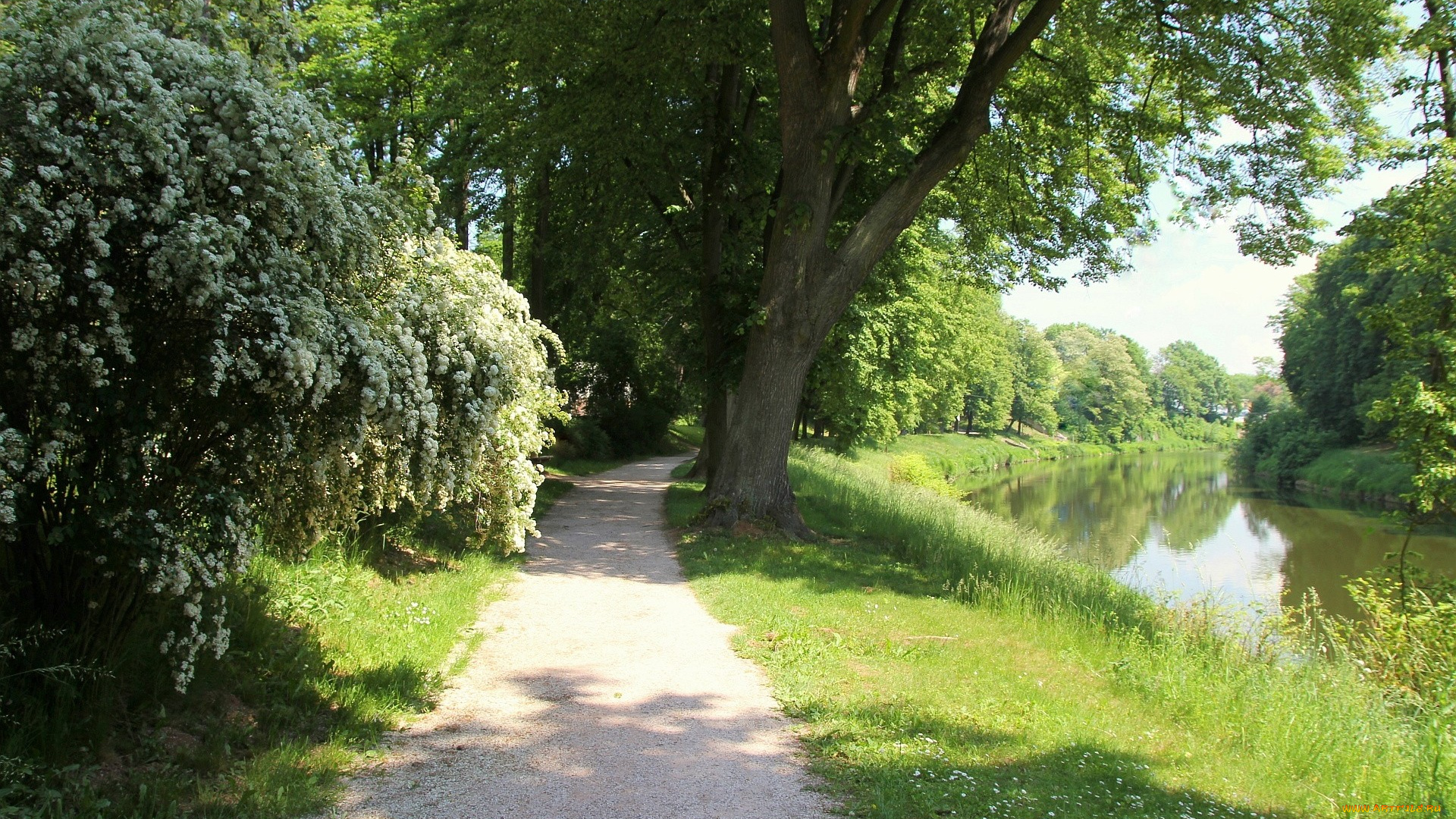 природа, парк, цветущий, куст, деревья, дорожка, река