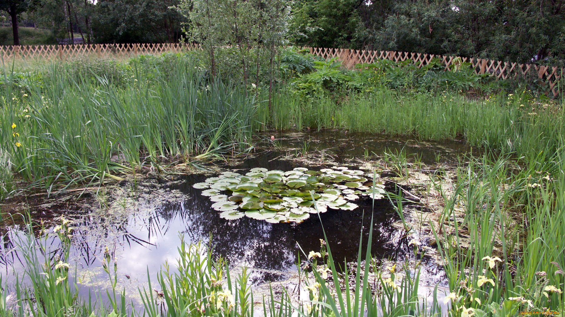 природа, парк, пруд, камыши, лилии, забор