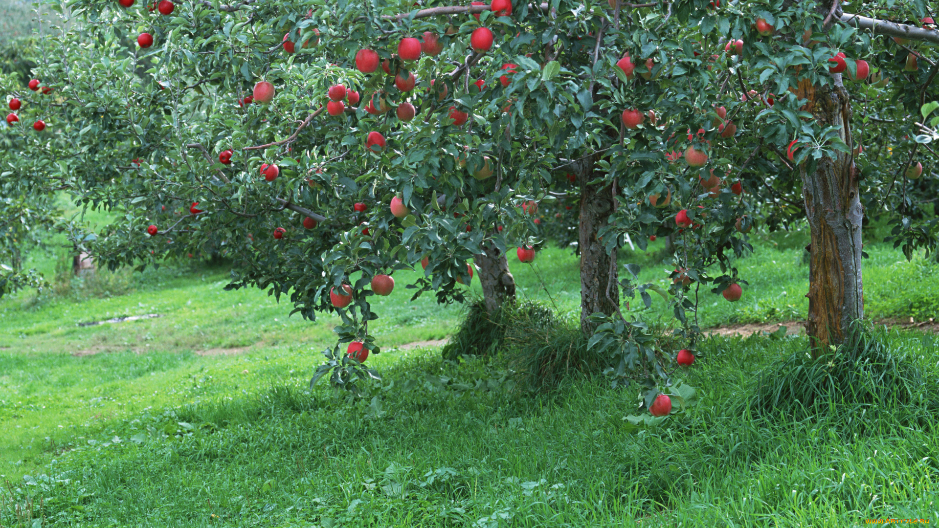 природа, плоды, деревья, трава