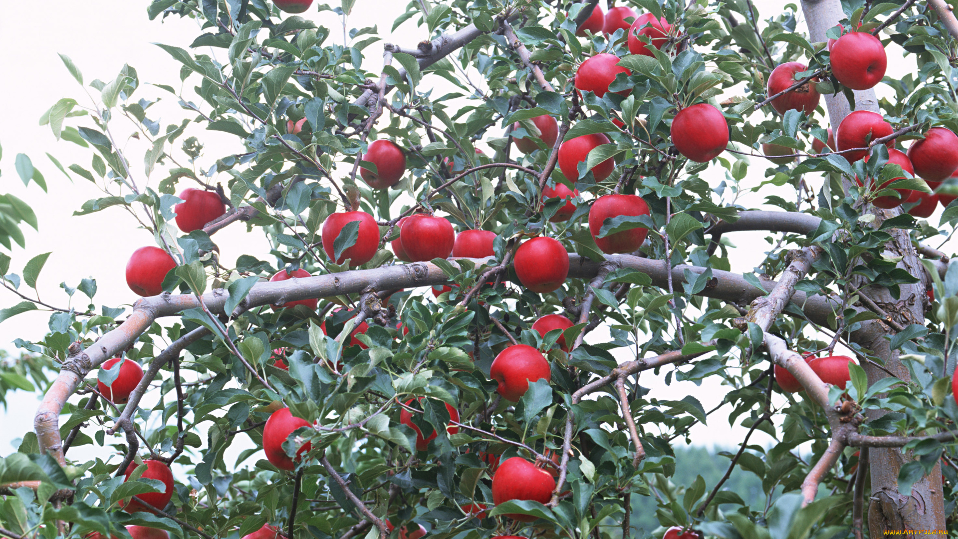 природа, плоды, деревья, трава