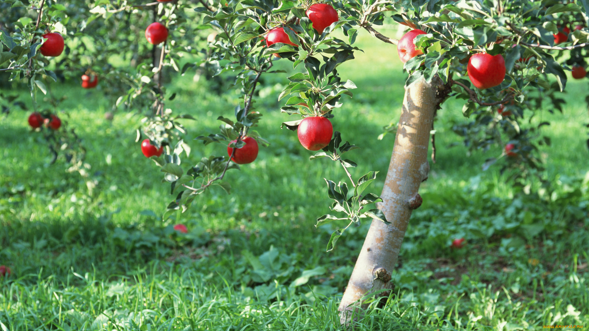 природа, плоды, трава, деревья