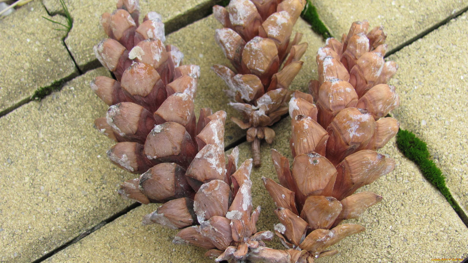 природа, шишки, жёлуди, каштаны, смола