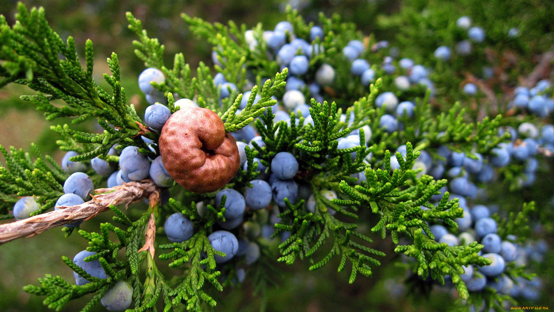 природа, Ягоды, ветка
