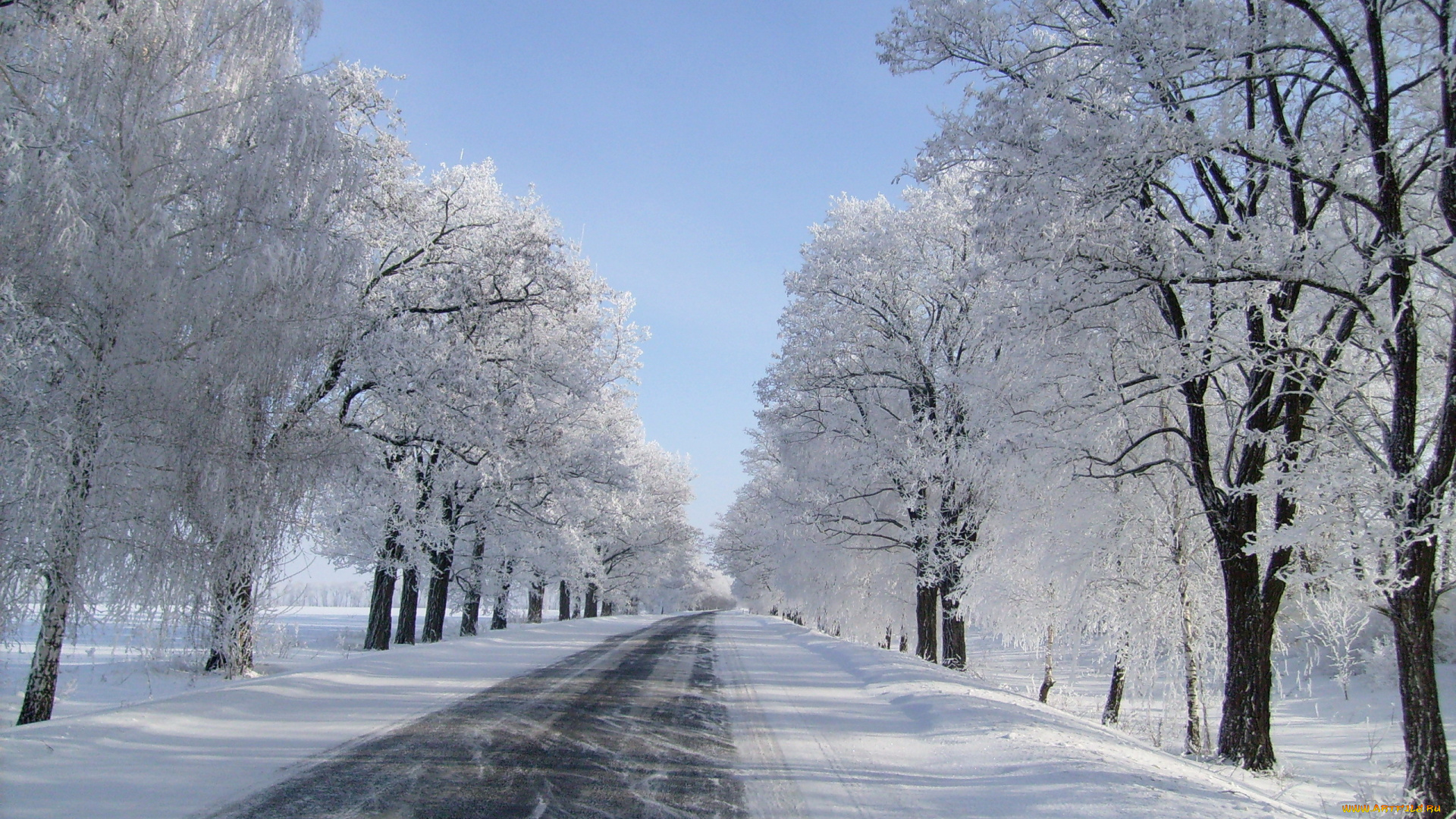 природа, зима, деревья, снег