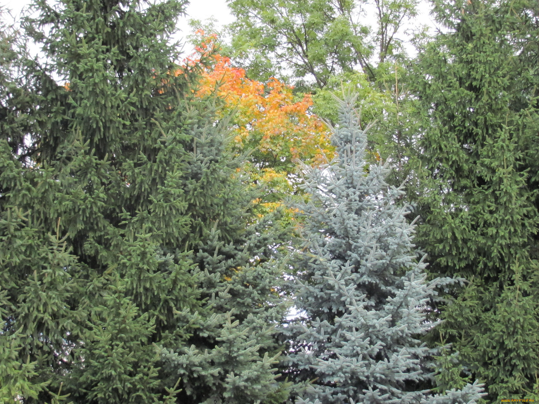 природа, деревья, осень, ели, клены