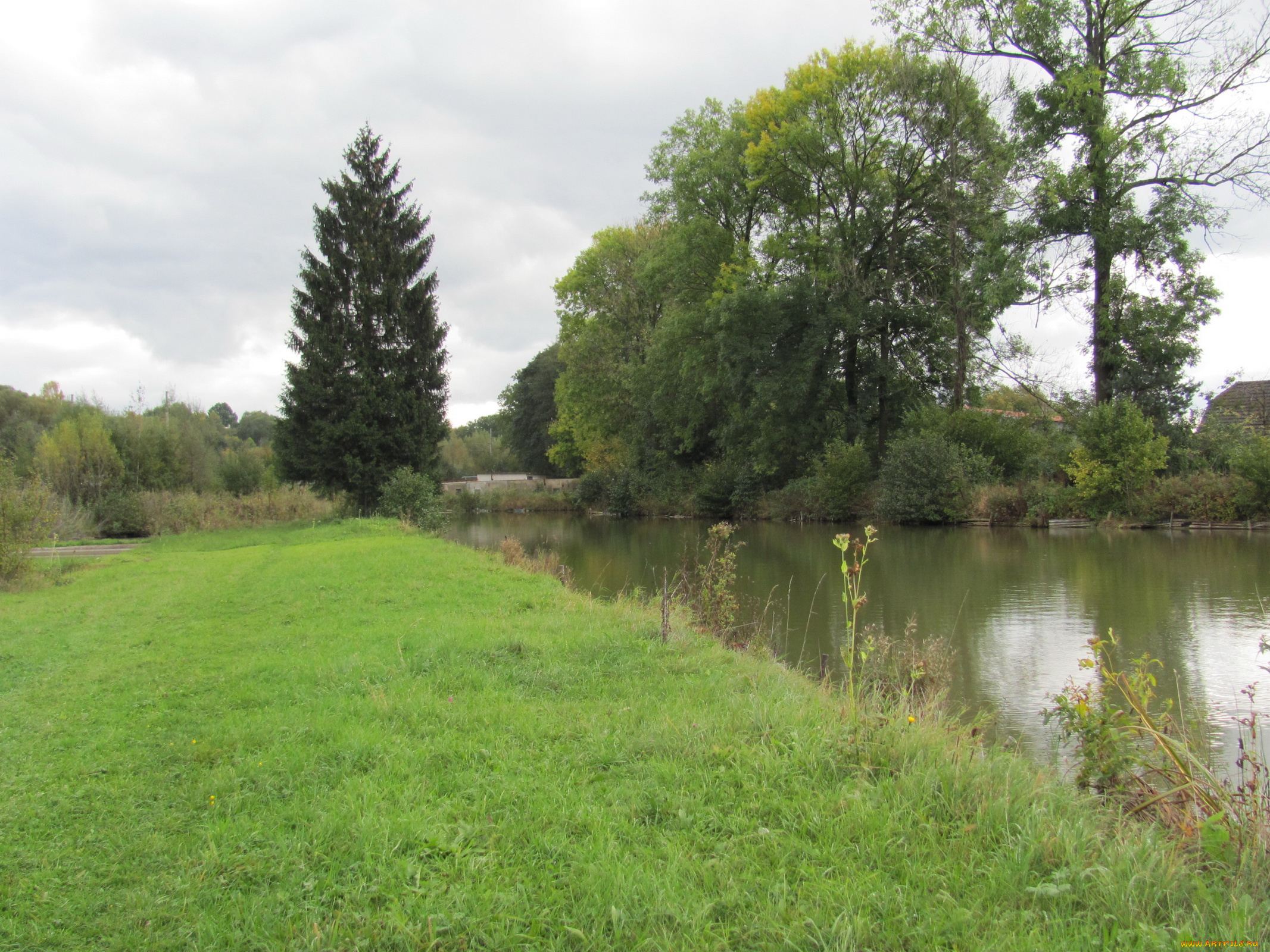 природа, реки, озера, деревья, река, ели